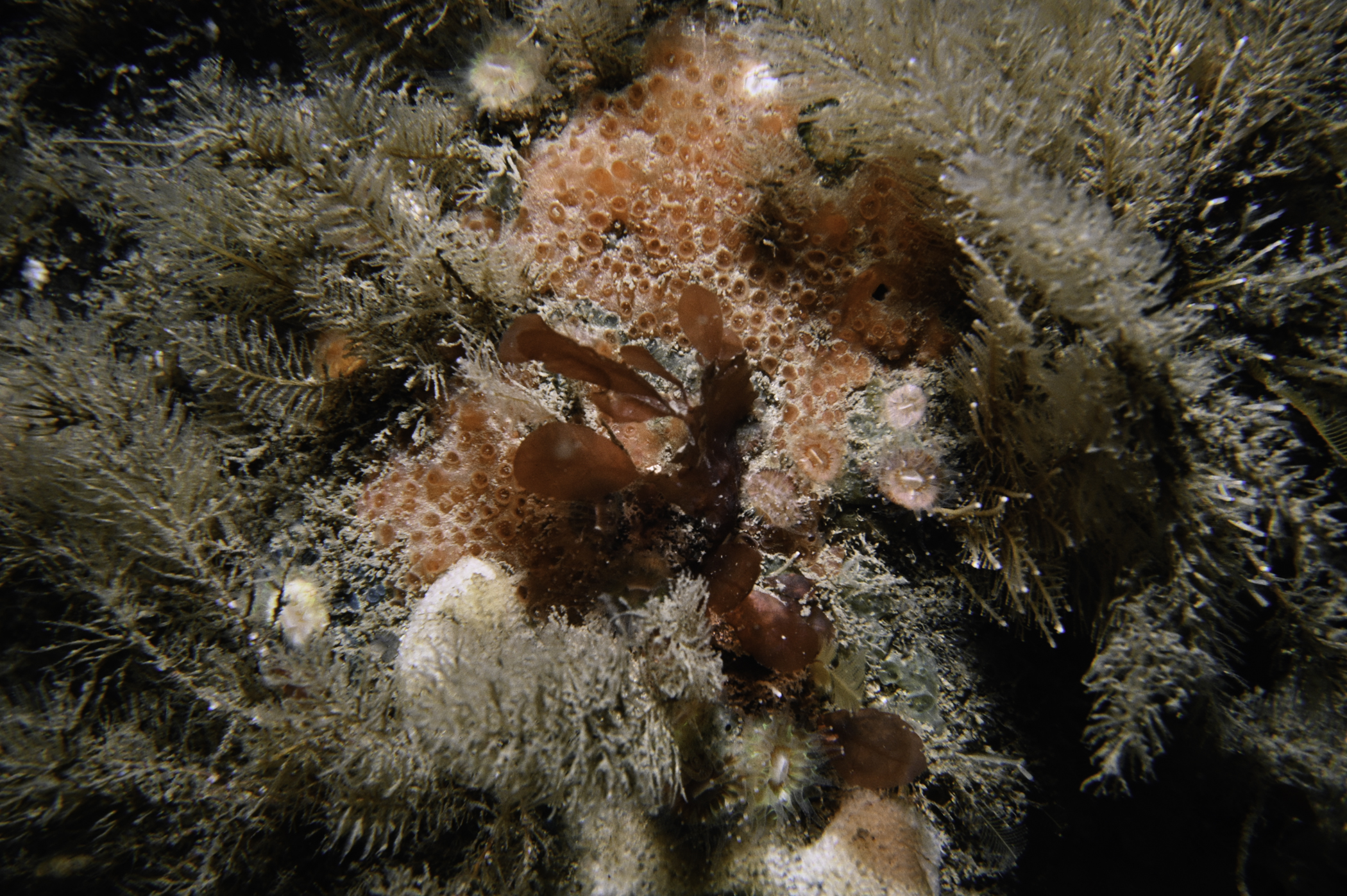 Hymedesmia brondstedi, Sertularia argentea. Site: Church Bay, Rathlin Island. 