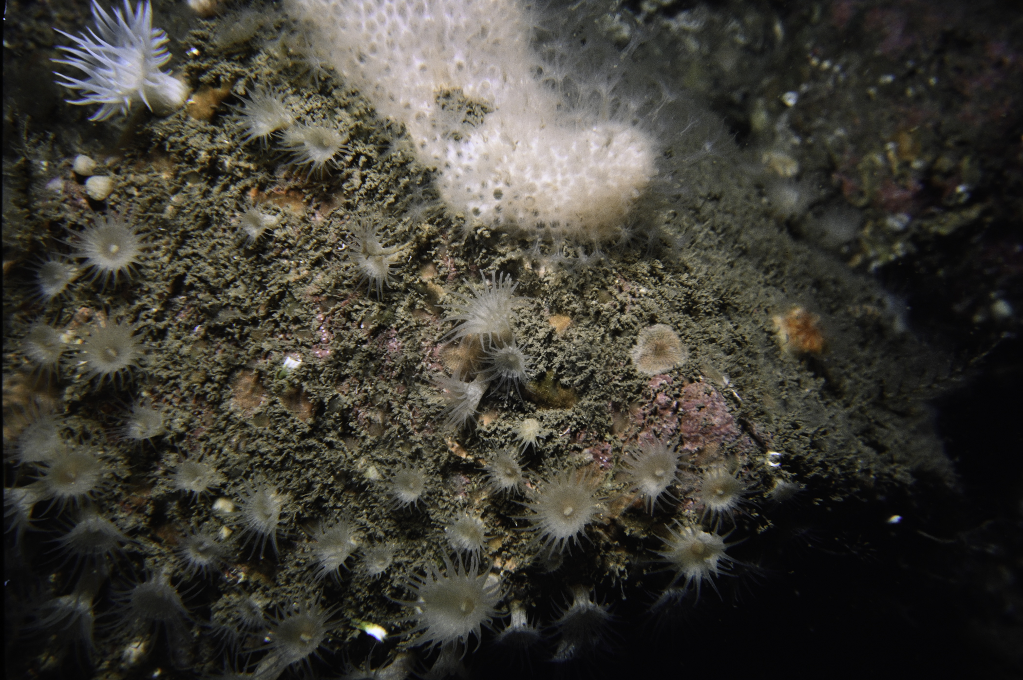 Parazoanthus anguicomus. Site: SE Altacarry Head, Rathlin Island. 