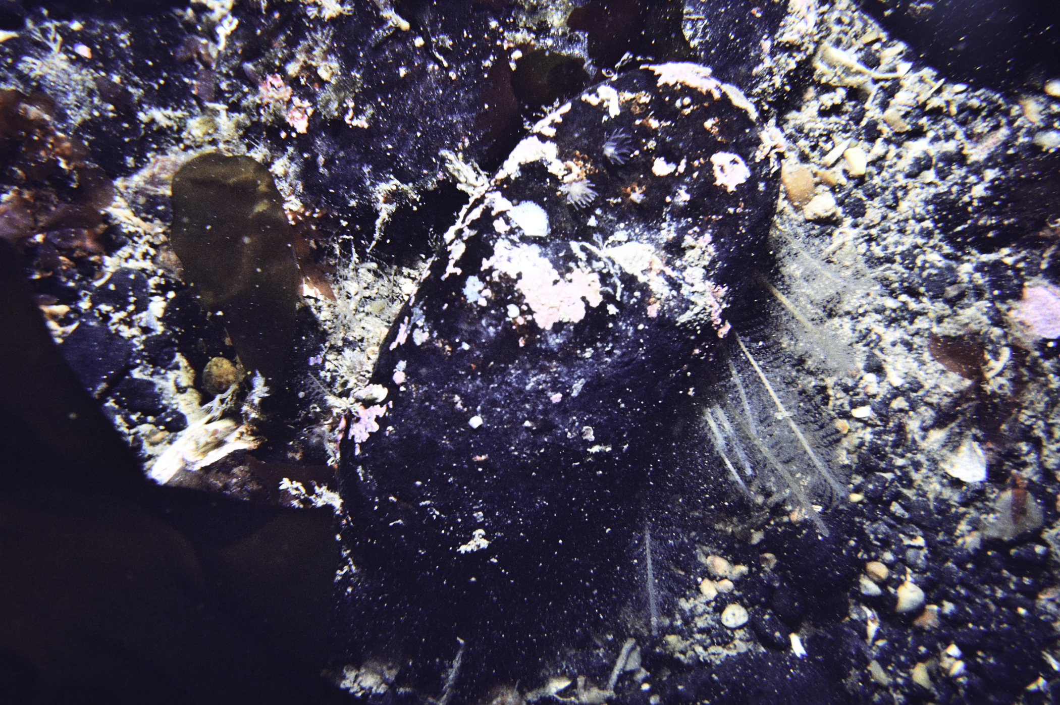 Gonactinia prolifera, Nemertesia antennina. Site: SE Altacarry Head, Rathlin Island. 