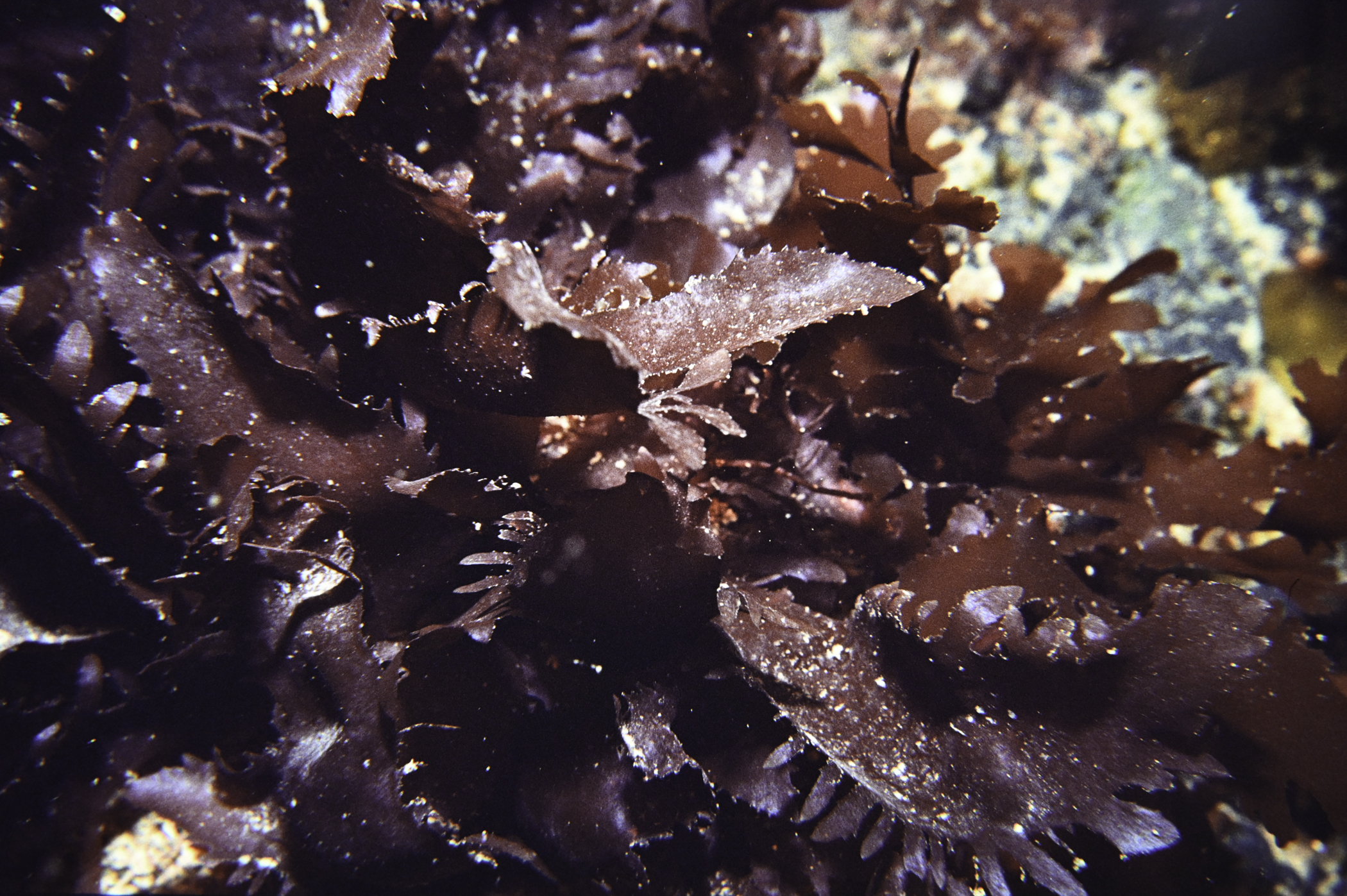 Calliblepharis ciliata. Site: SE Altacarry Head, Rathlin Island. 