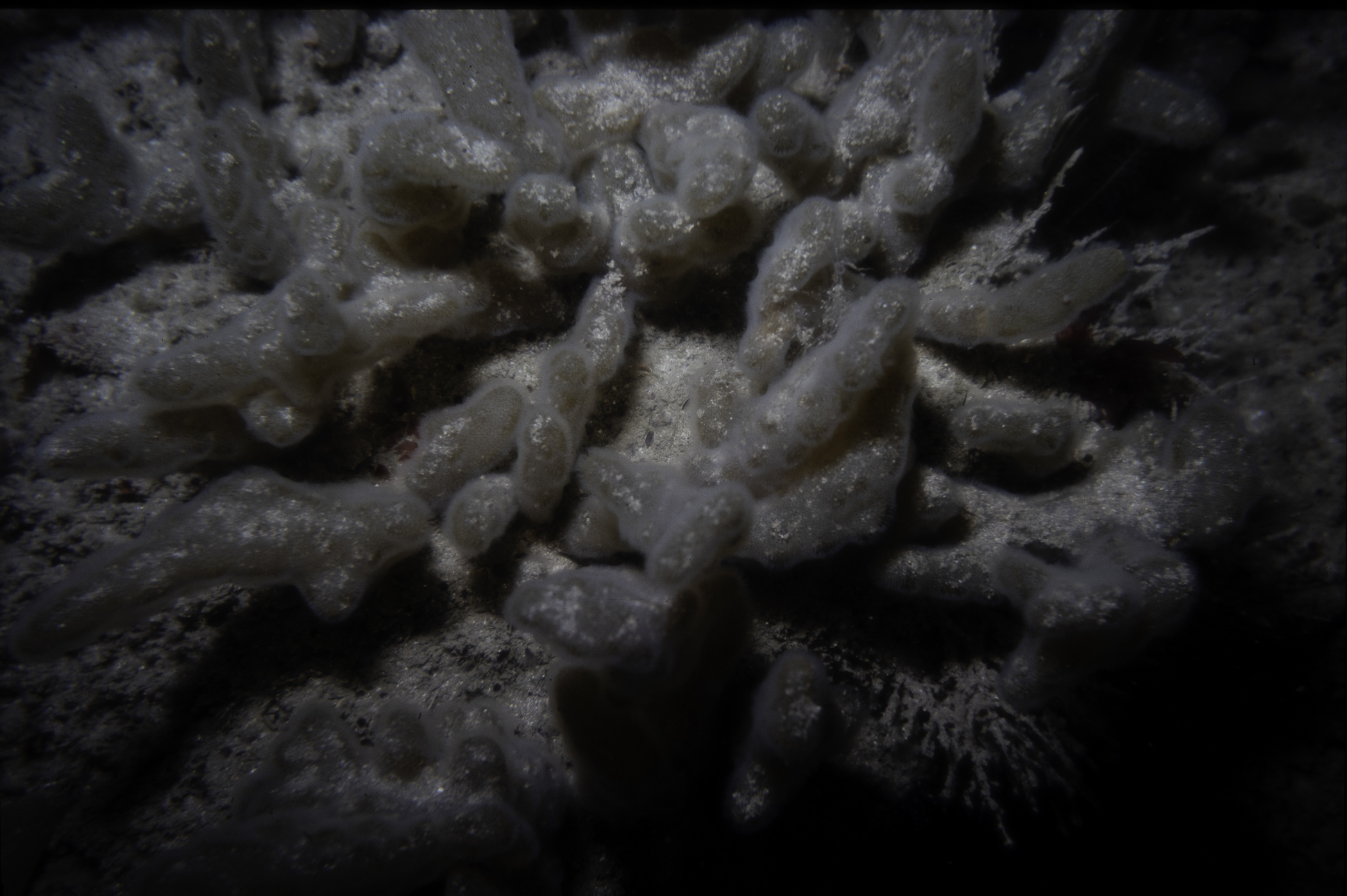 Alcyonidium diaphanum. Site: N of Channel Between Skerries, Skerries, Portrush. 