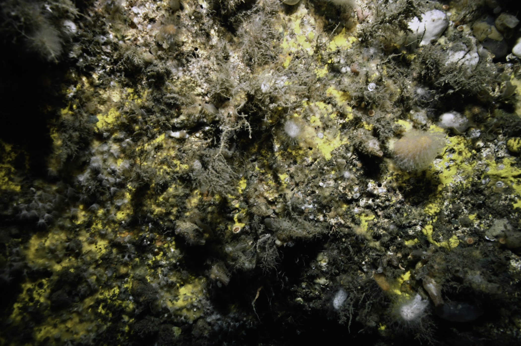 Spongosorites calcicola. Site: Ruecallan, Rathlin Island. 