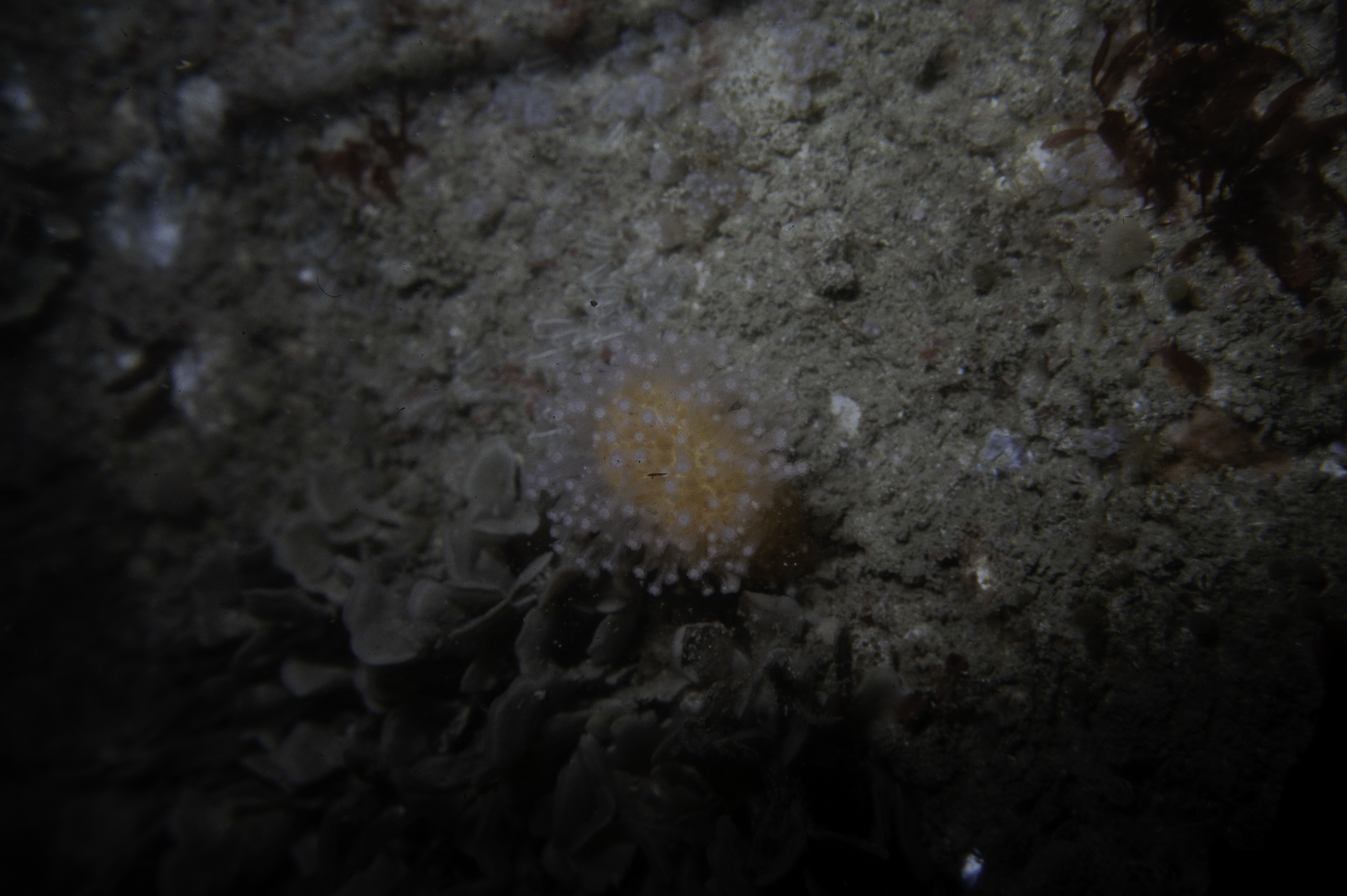 Alcyonium digitatum, Flustra foliacea. Site: S SE Little Skerrie, Skerries, Portrush. 