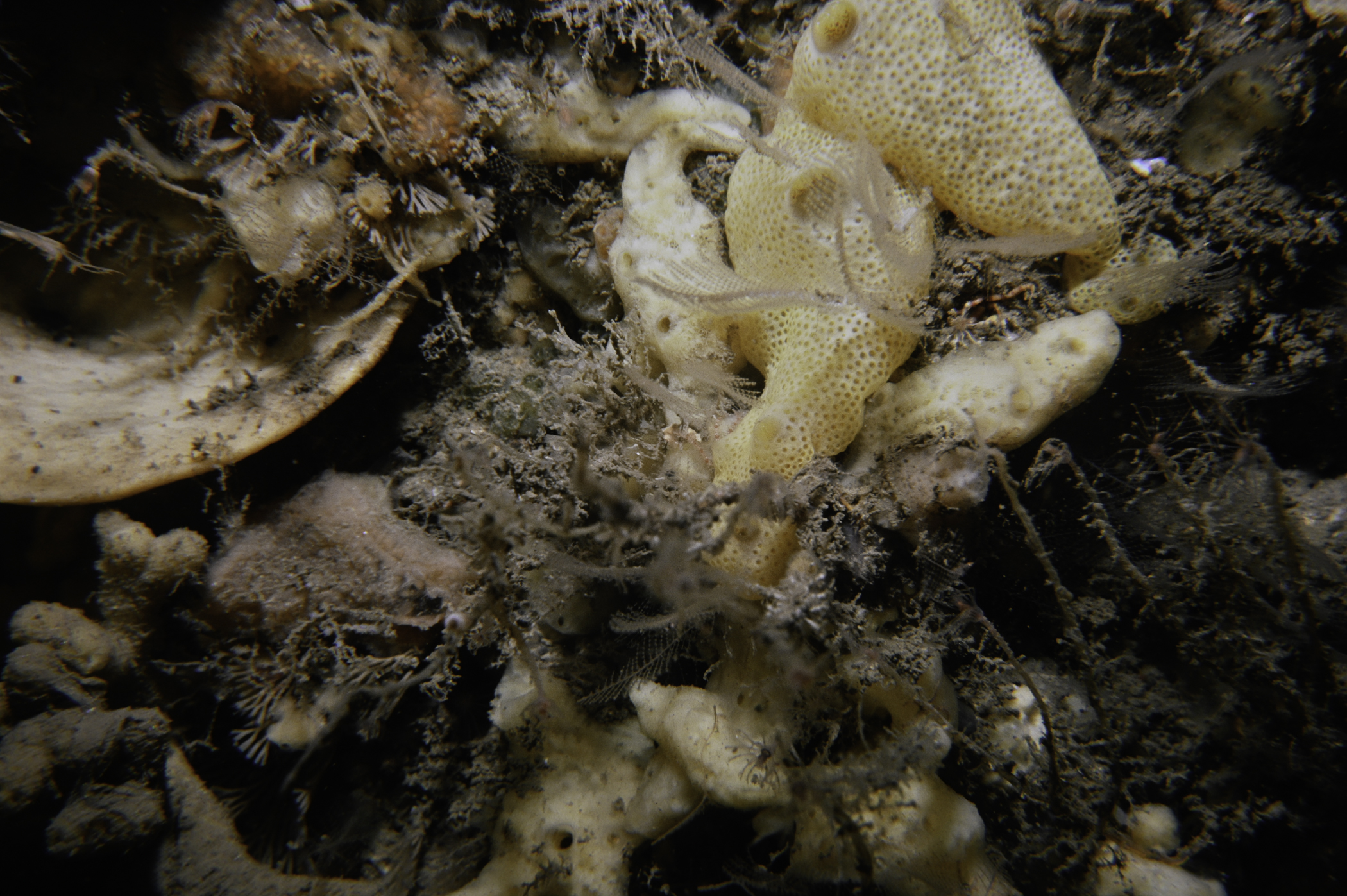 Didemnum maculosum. Site: Ruecallan, Rathlin Island. 