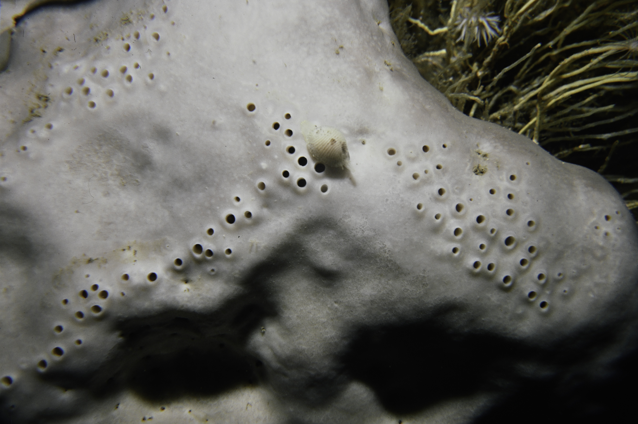 Pachymatisma johnstonia, Trivia arctica. Site: Ruecallan, Rathlin Island. 