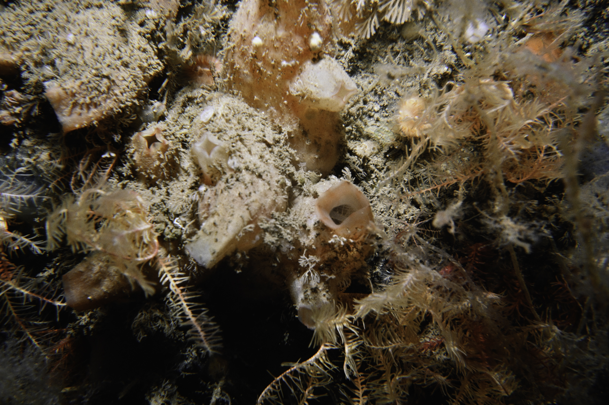 Antedon bifida, Polycarpa fibrosa. Site: Farganlack Point, Rathlin Island. 