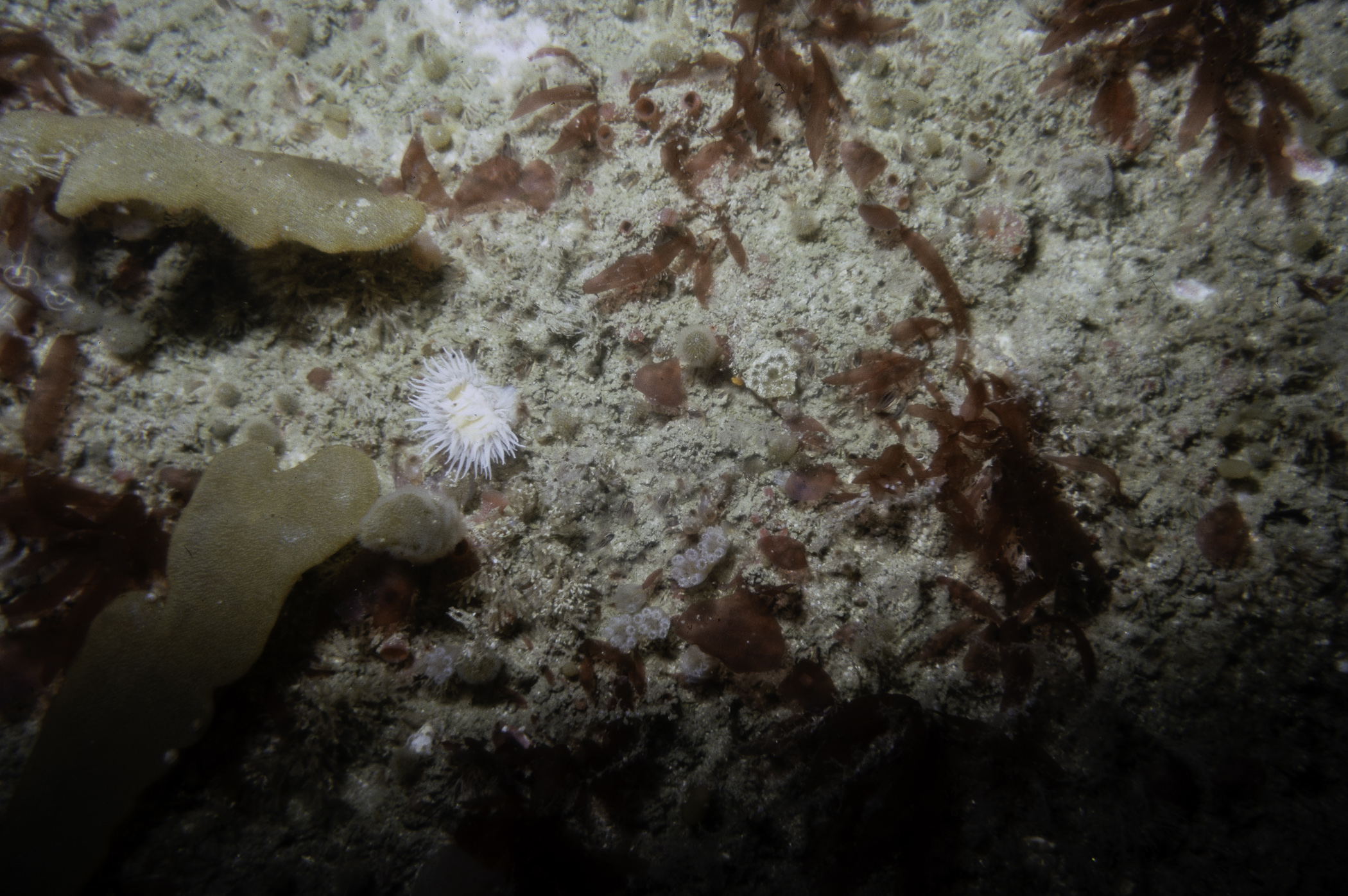 Actinothoe sphyrodeta, Alcyonidium diaphanum, Polycarpa sp.. Site: N of Main Otter Rock, Skerries, Portrush. 