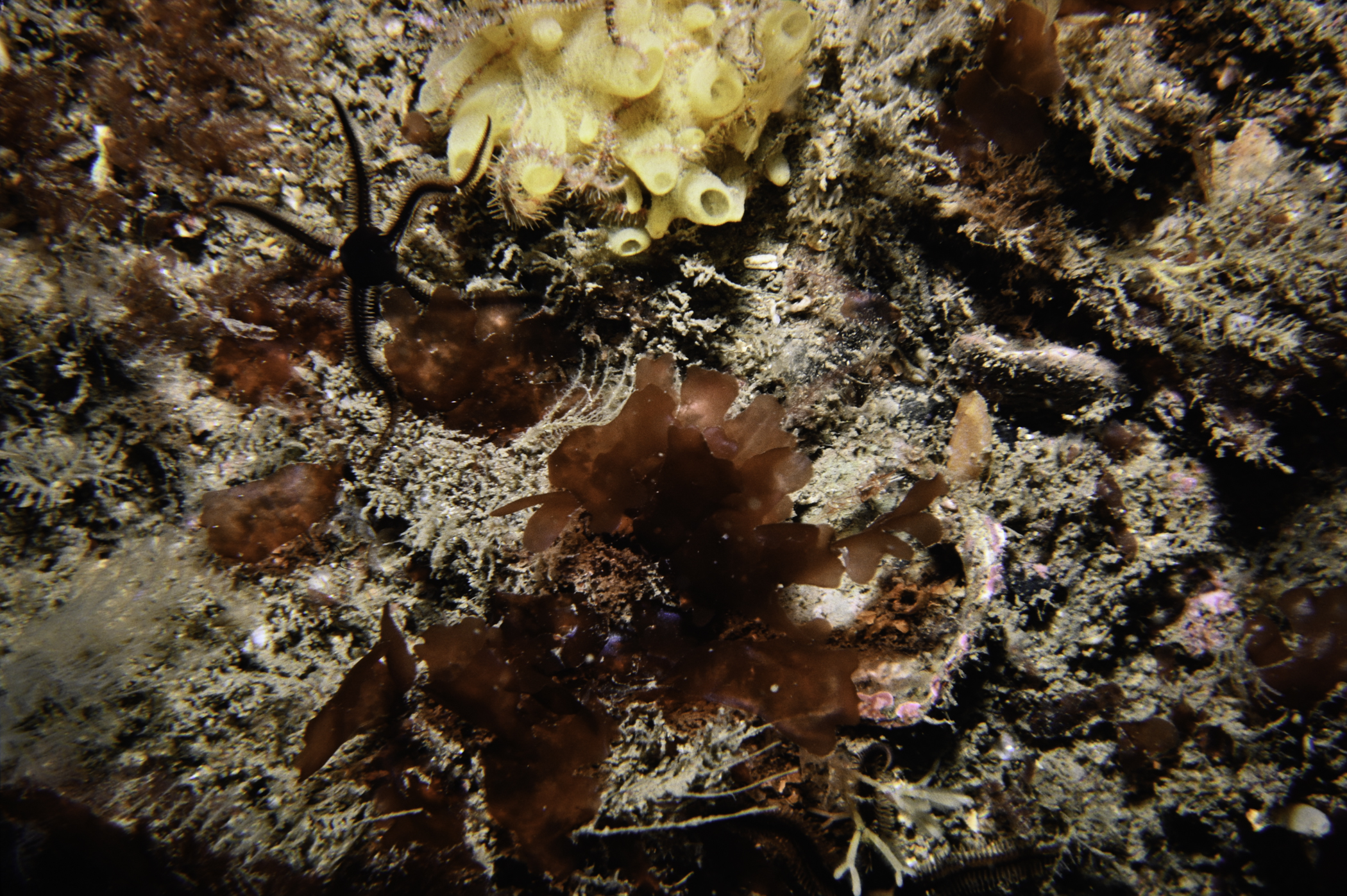 Polymastia boletiformis. Site: Church Bay, Rathlin Island. 