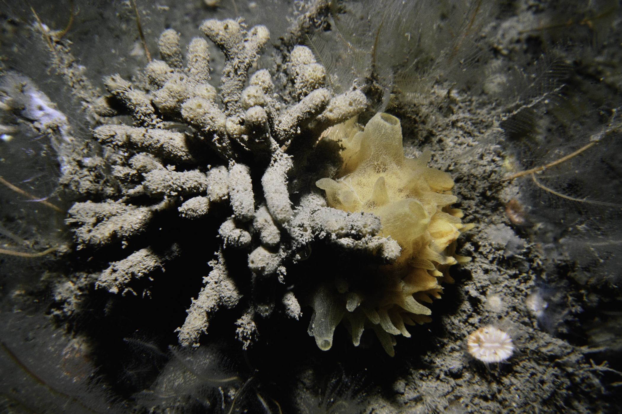 Polymastia boletiformis, Stelligera stuposa. Site: White Cliffs, Church Bay, Rathlin Island. 