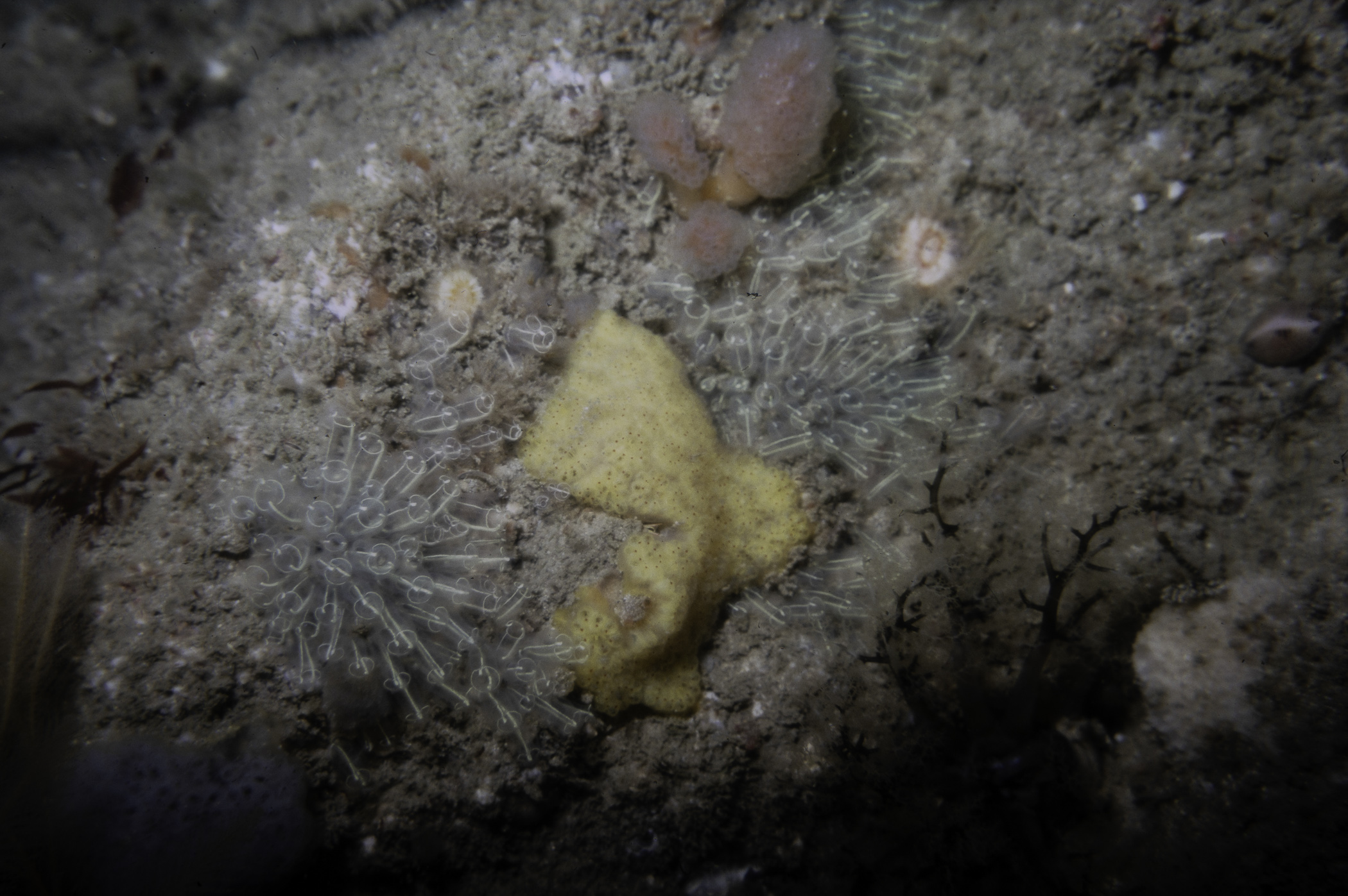 Clavelina lepadiformis, Trivia (Trivia) monacha, Botryllus sp.. Site: N of Main Otter Rock, Skerries, Portrush. 