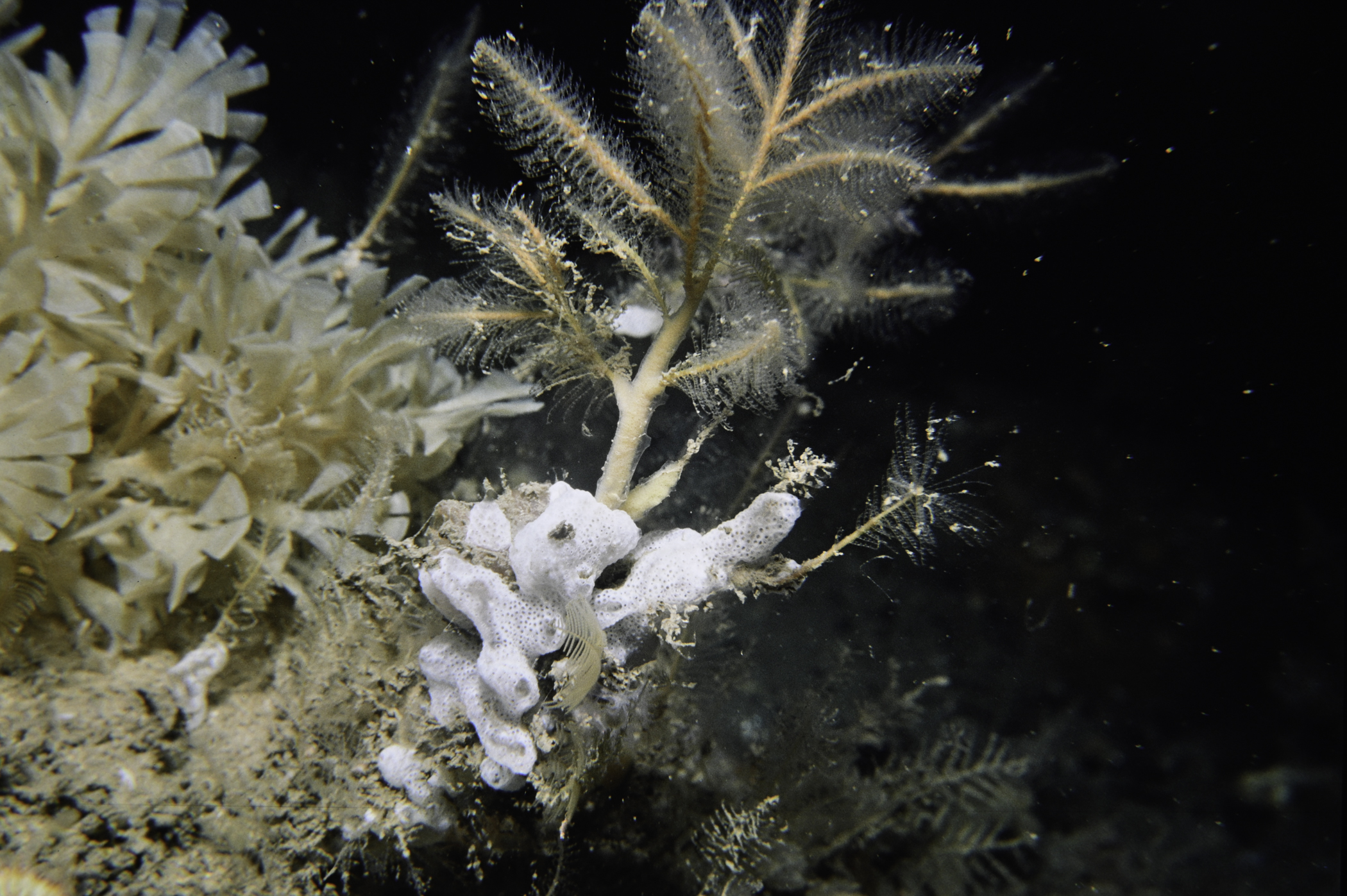 Nemertesia ramosa, Securiflustra securifrons, Didemnum maculosum. Site: White Cliffs, Church Bay, Rathlin Island. 