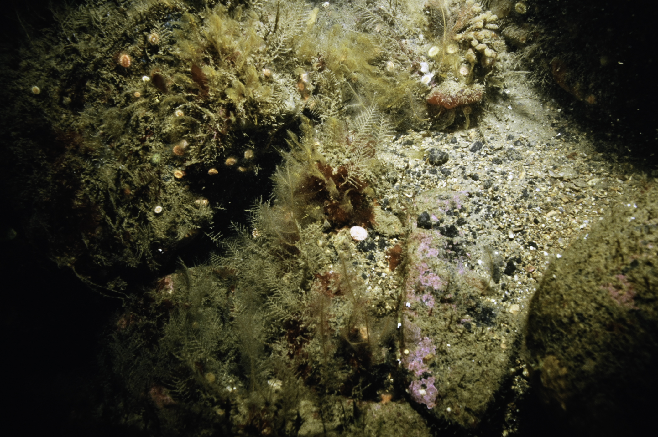 Halecium halecinum, Aglaophenia tubulifera. Site: White Cliffs, Church Bay, Rathlin Island. 