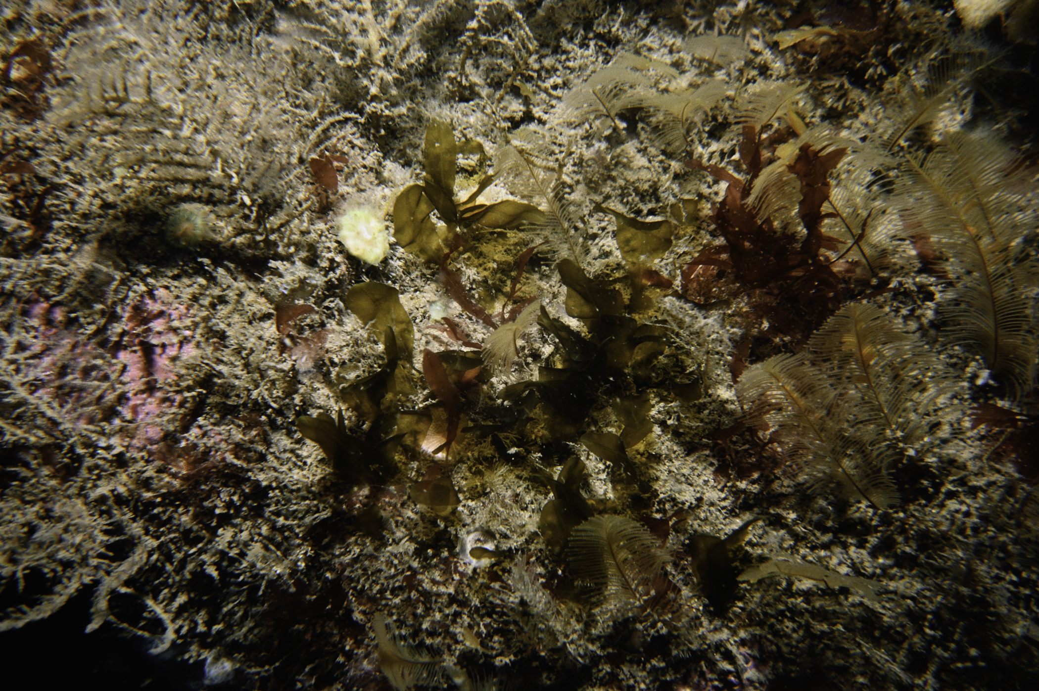 Aglaophenia tubulifera. Site: White Cliffs, Church Bay, Rathlin Island. 