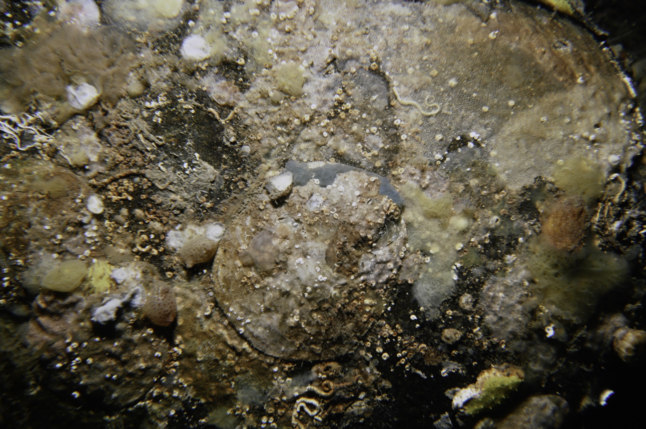 Pododesmus patelliformis. Site: White Cliffs, Church Bay, Rathlin Island. 