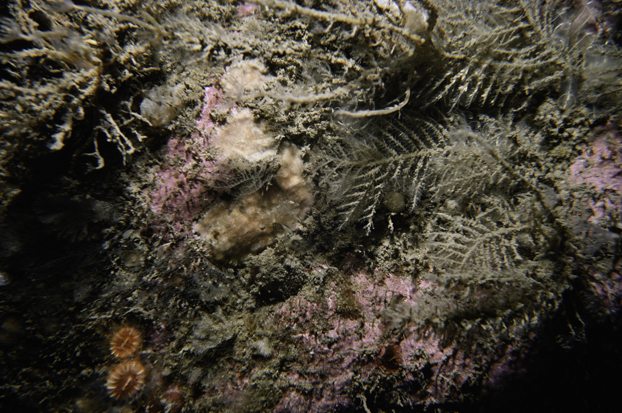 Halecium halecinum, Schizomavella linearis. Site: White Cliffs, Church Bay, Rathlin Island. 