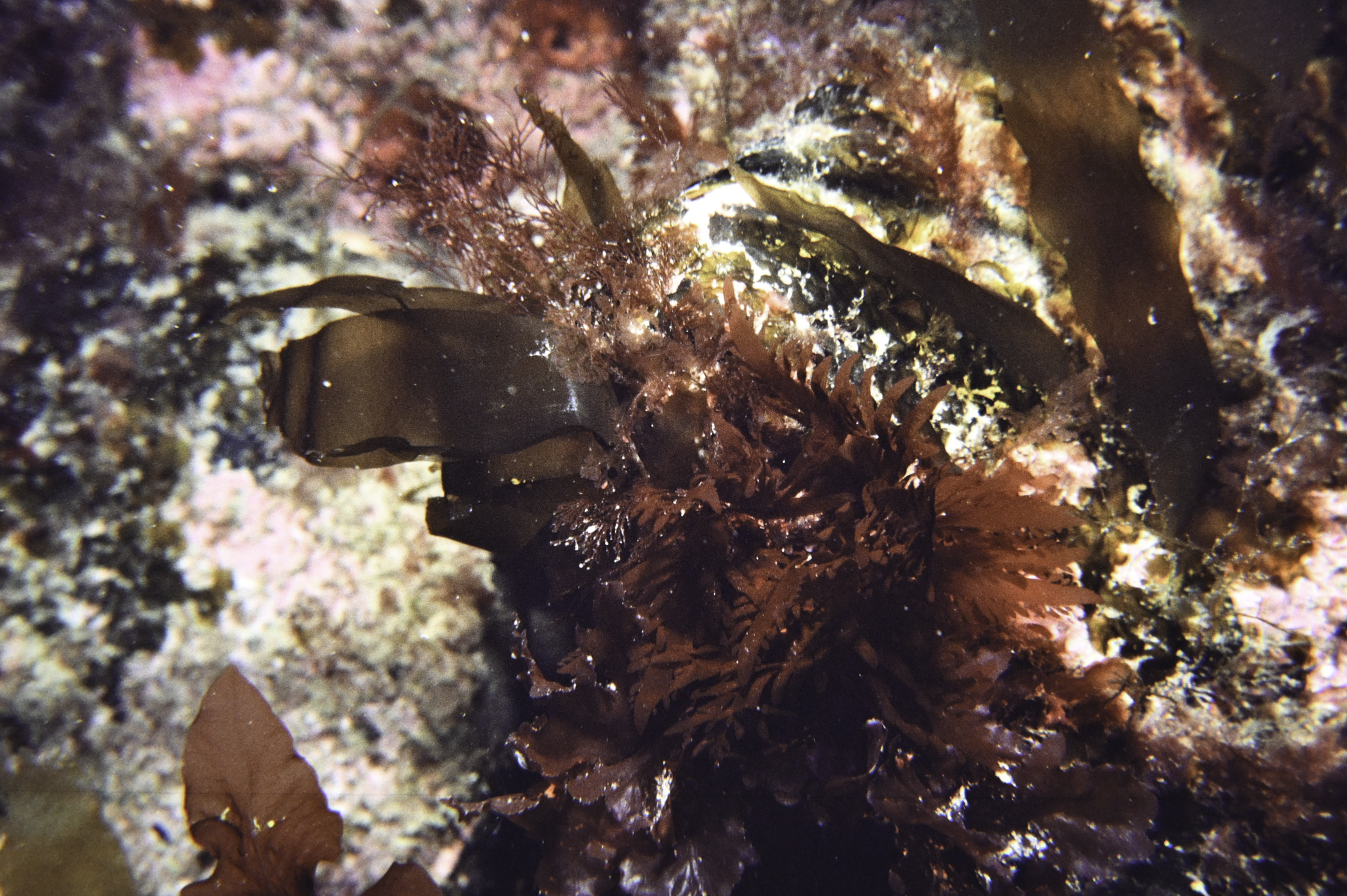 Calliblepharis ciliata. Site: White Cliffs, Church Bay, Rathlin Island. 