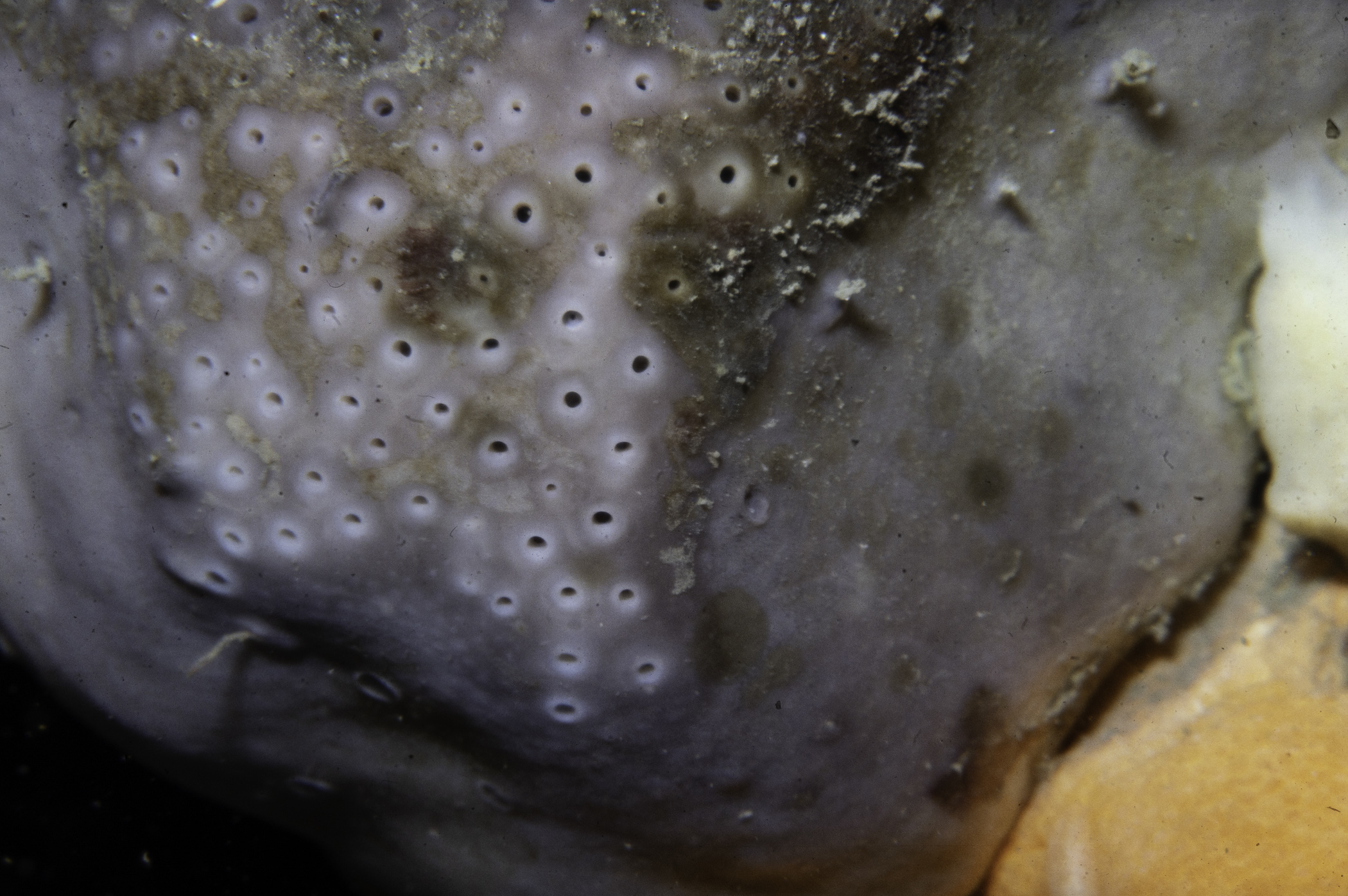 Pachymatisma johnstonia. Site: N of NE Large Skerrie, Skerries, Portrush. 
