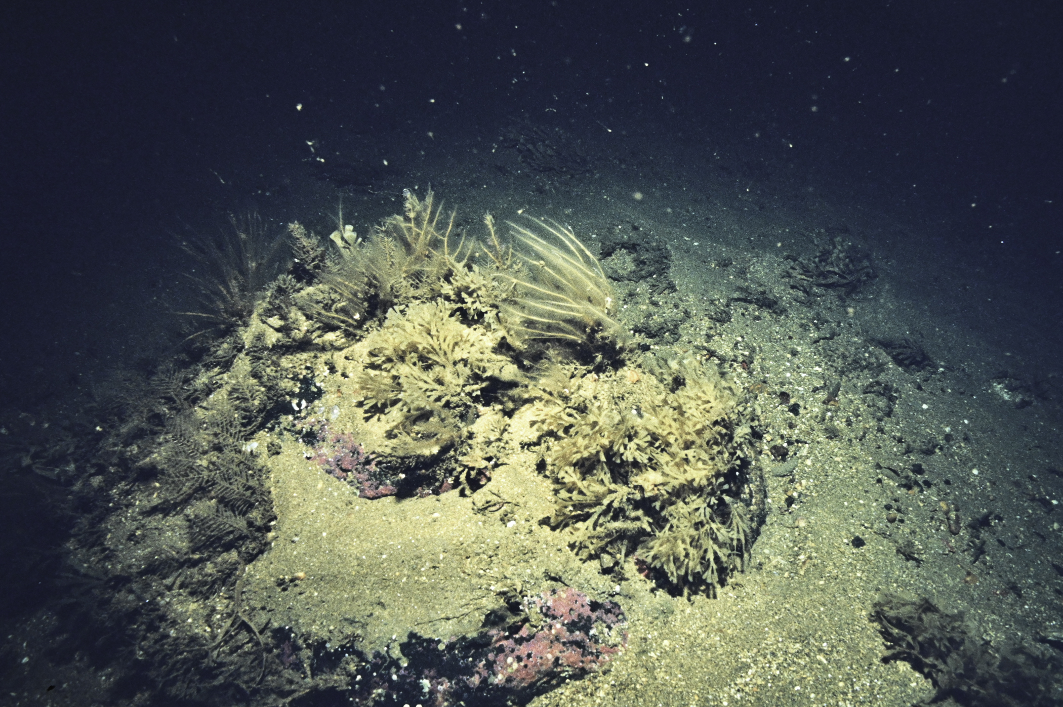 Halecium halecinum, Nemertesia antennina, Flustra foliacea, Securiflustra securifrons. Site: White Cliffs S Coast, Rathlin Island. 