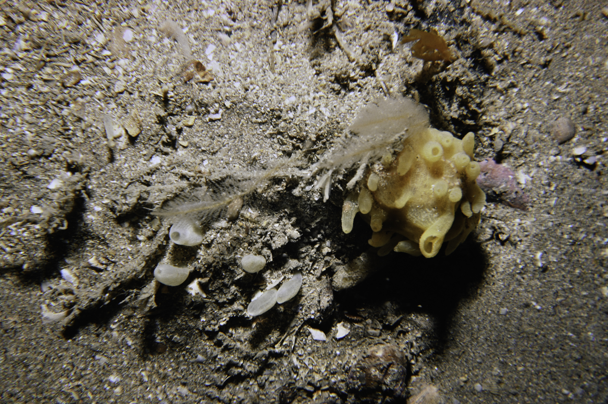 Polymastia boletiformis, Polymastia sp.. Site: White Cliffs S Coast, Rathlin Island. 