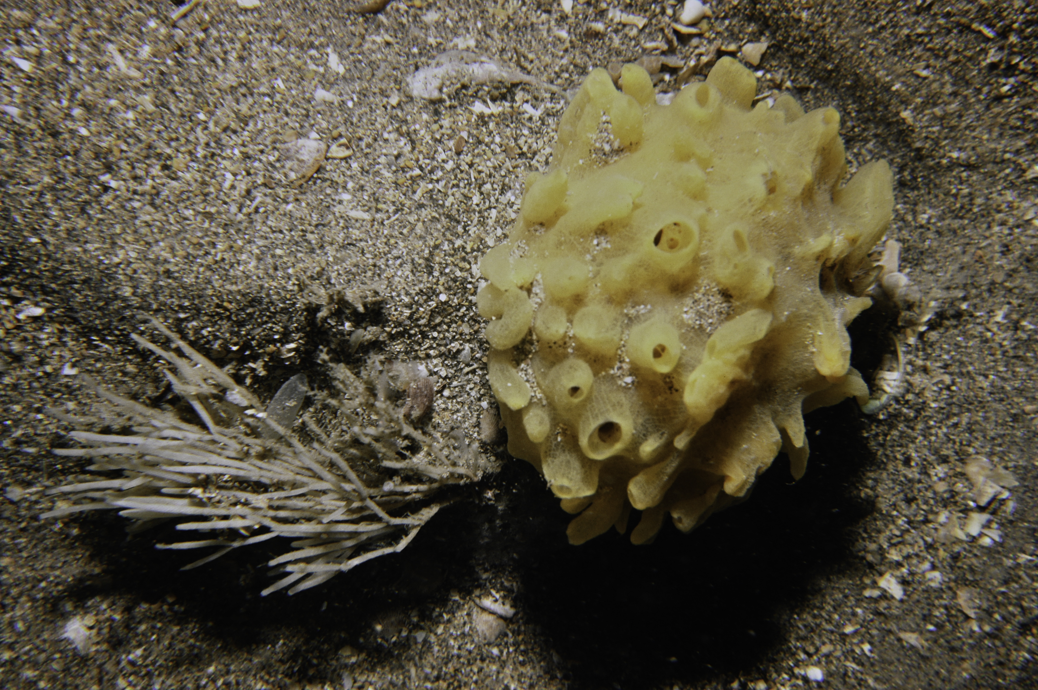 Polymastia boletiformis, Crisia denticulata. Site: White Cliffs S Coast, Rathlin Island. 