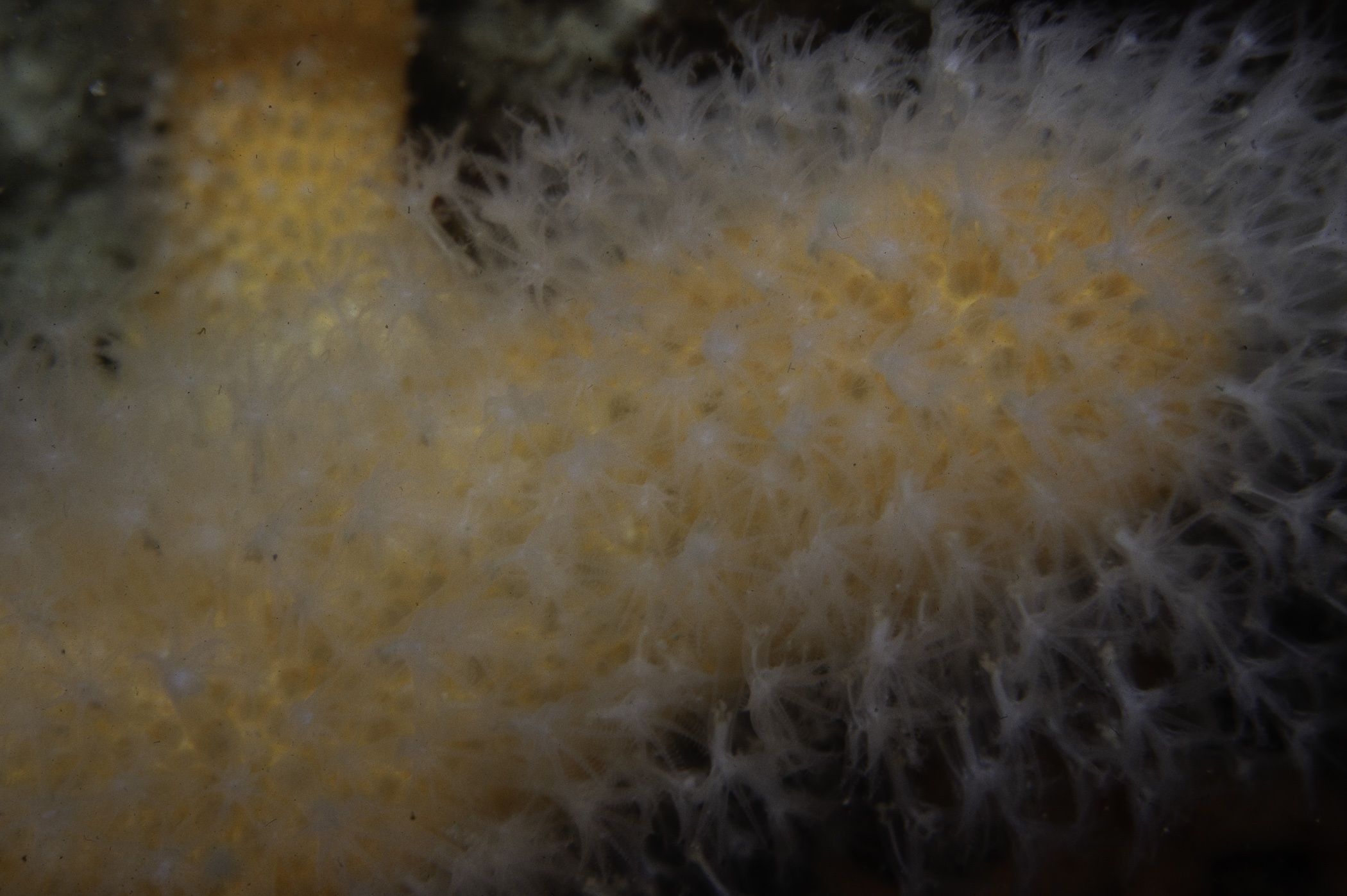 Alcyonium digitatum. Site: N of NE Large Skerrie, Skerries, Portrush. 