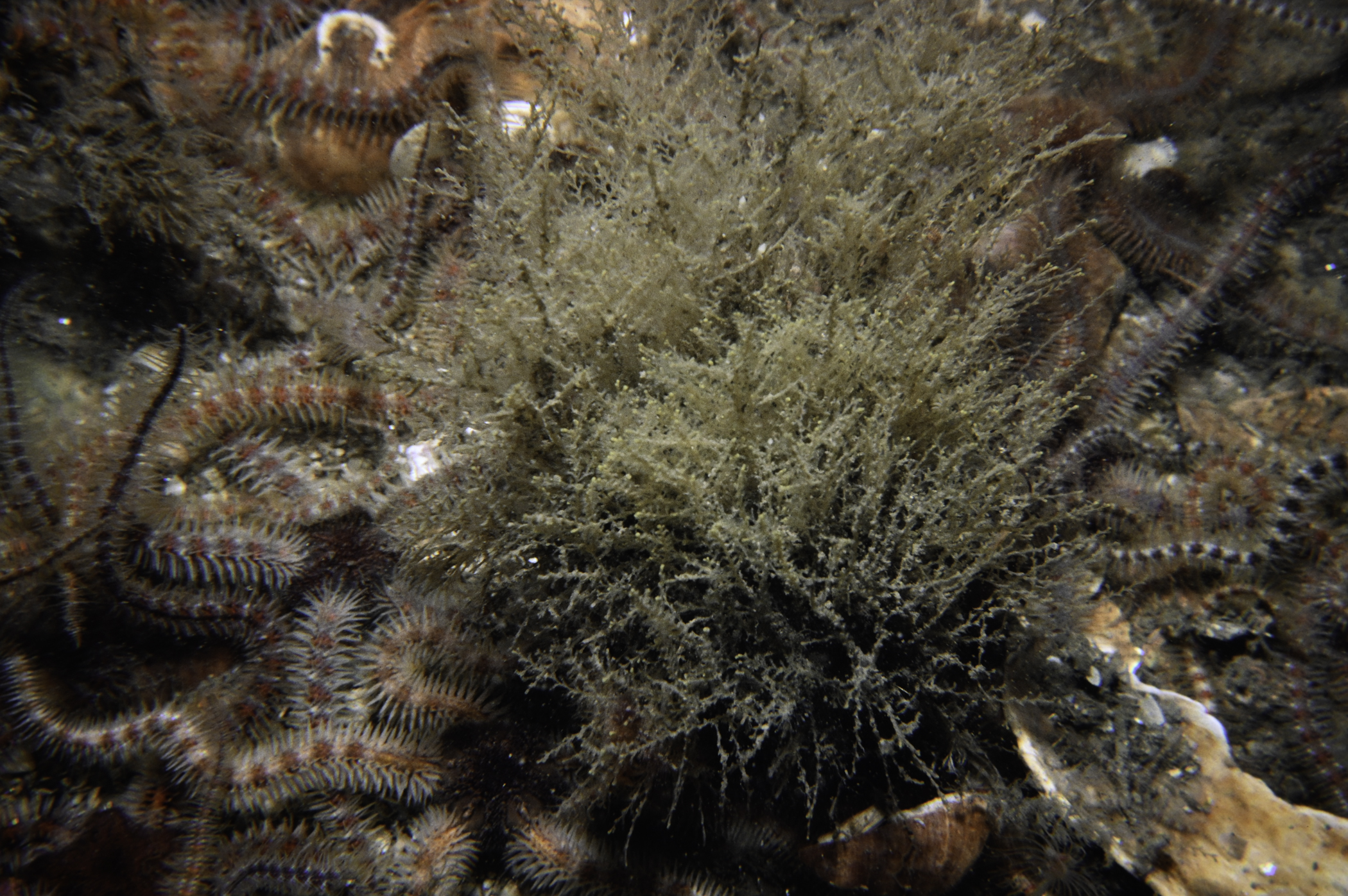 Sertularella polyzonias, Ophiothrix fragilis. Site: SE Copeland Islands. 