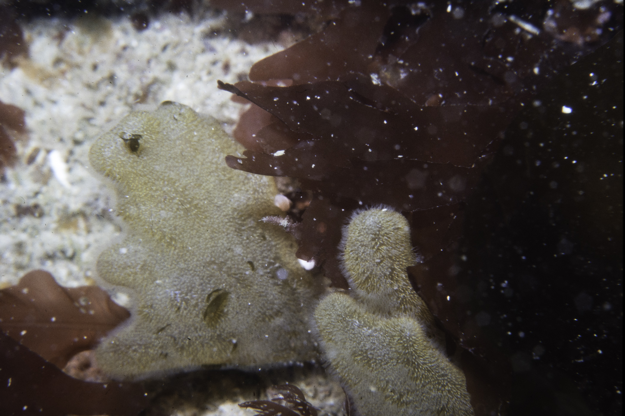 Alcyonidium diaphanum. Site: S of E end Large Skerrie, Skerries, Portrush. 