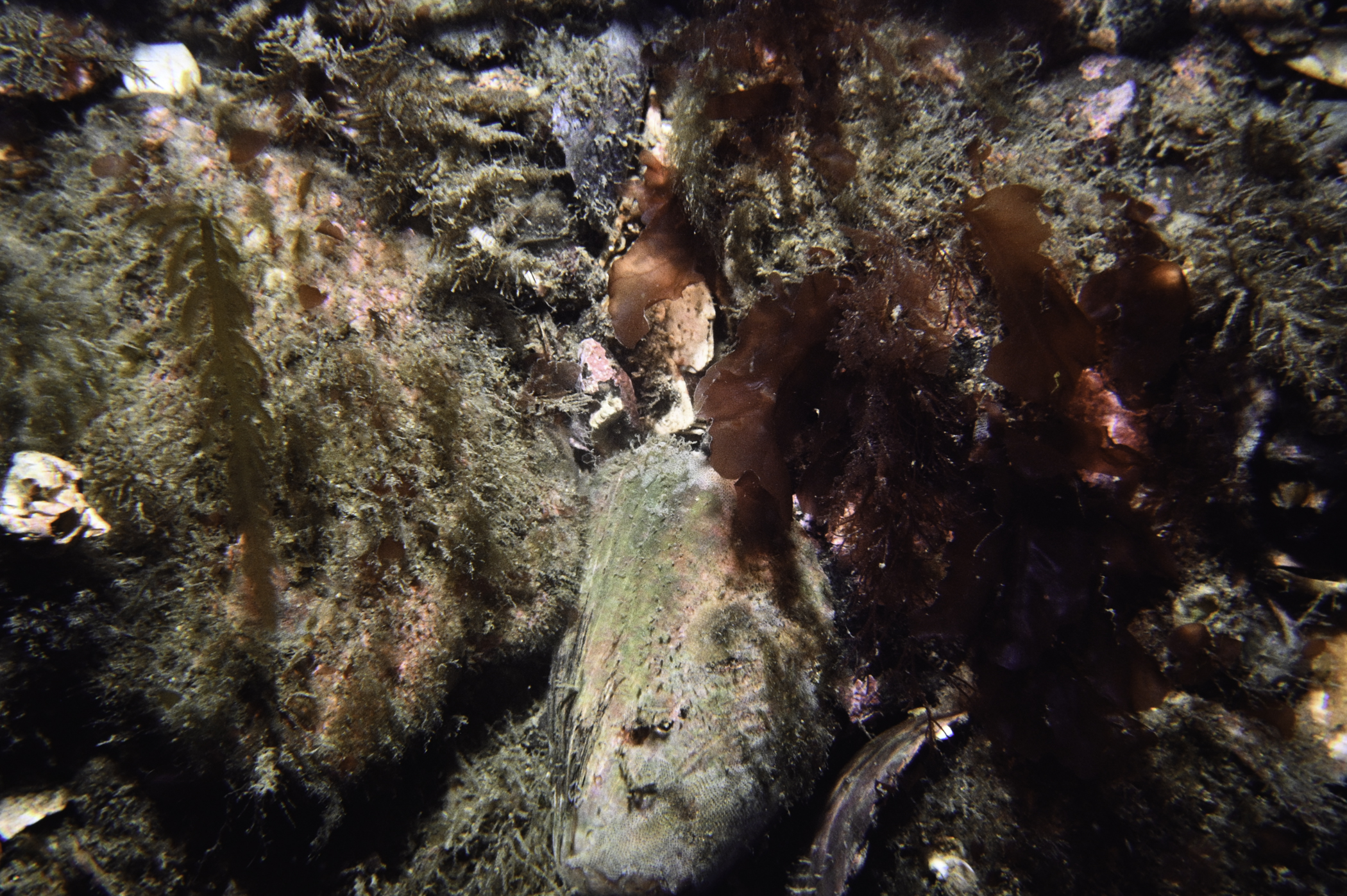 Phycodrys rubens, Desmarestia ligulata. Site: Donaghadee Sound, Copeland Islands. 