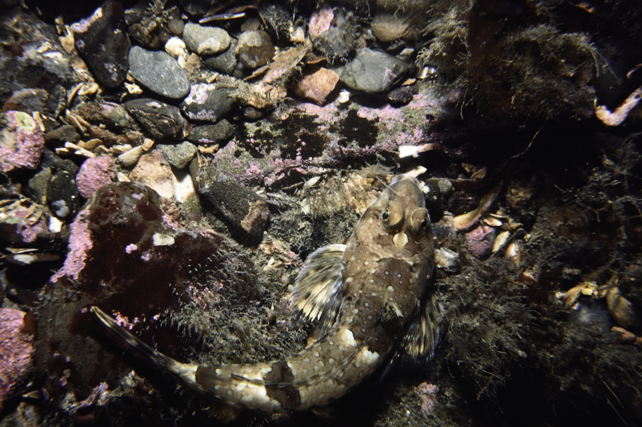 Callionymus reticulatus. Site: Donaghadee Sound, Copeland Islands. 