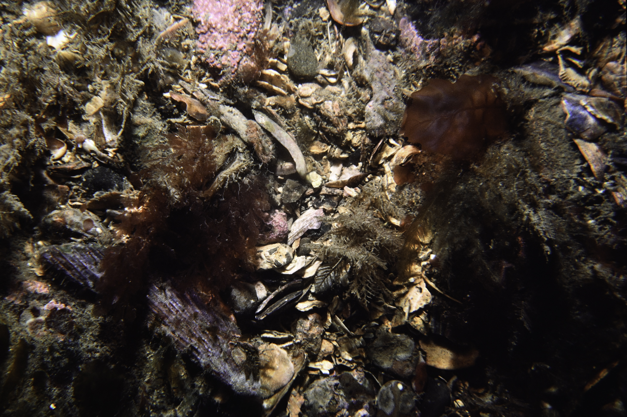 Hydrallmania falcata, Phycodrys rubens. Site: Donaghadee Sound, Copeland Islands. 