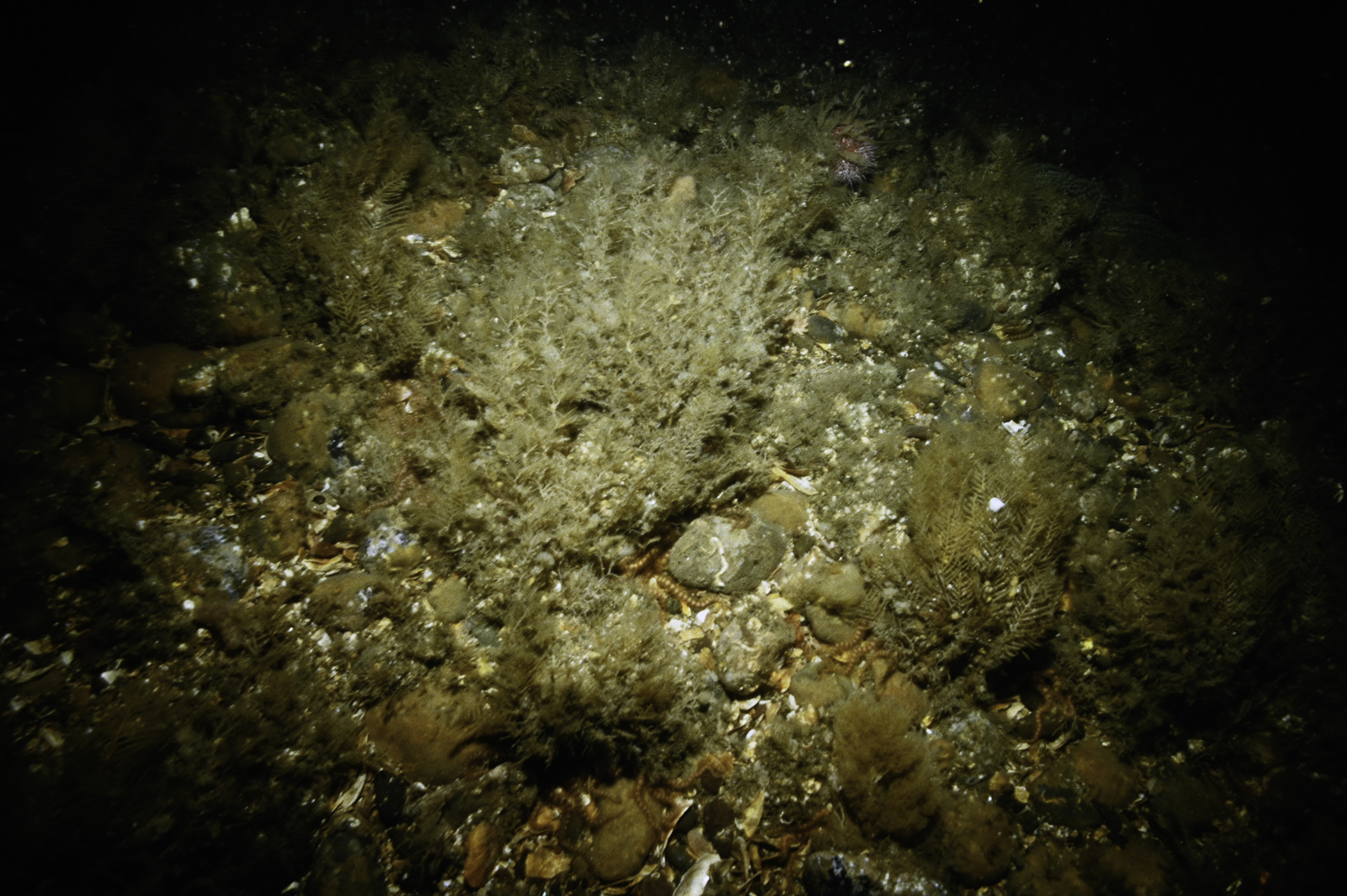 Halecium halecinum, Hydrallmania falcata. Site: E of Copeland Sound, Copeland Islands. 