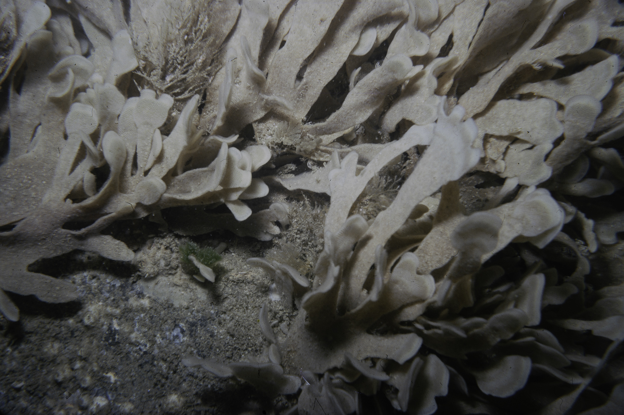 Flustra foliacea. Site: Outside Small Skerrie, Skerries, Portrush. 