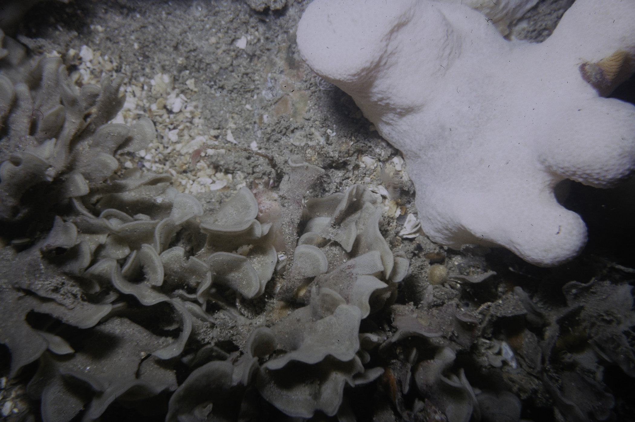 Alcyonium digitatum, Flustra foliacea. Site: 300m SW of Little Skerrie, Skerries, Portrush. 