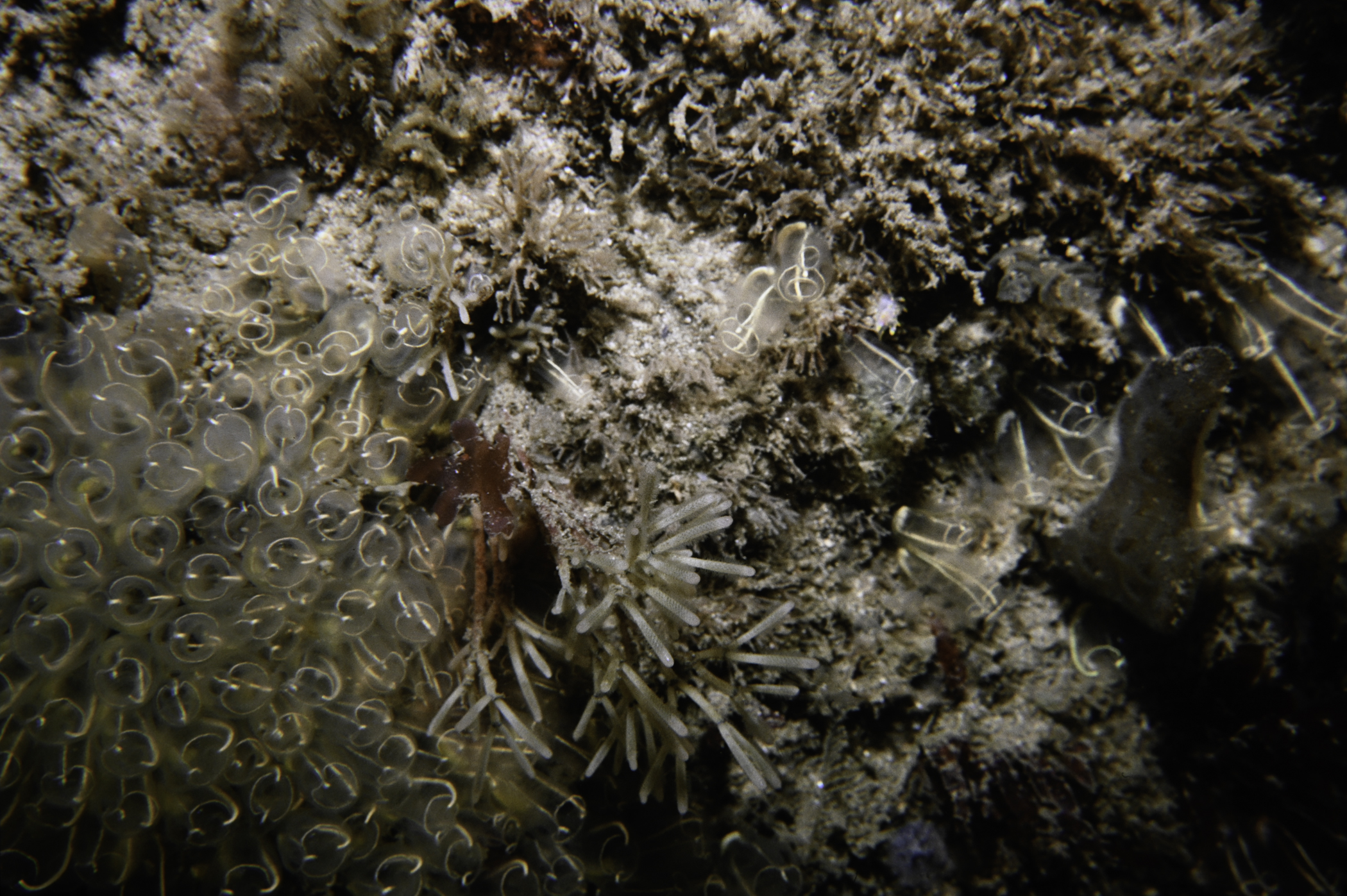 Cellaria sinuosa, Clavelina lepadiformis. Site: S Broad Sound, Skerries, Portrush. 