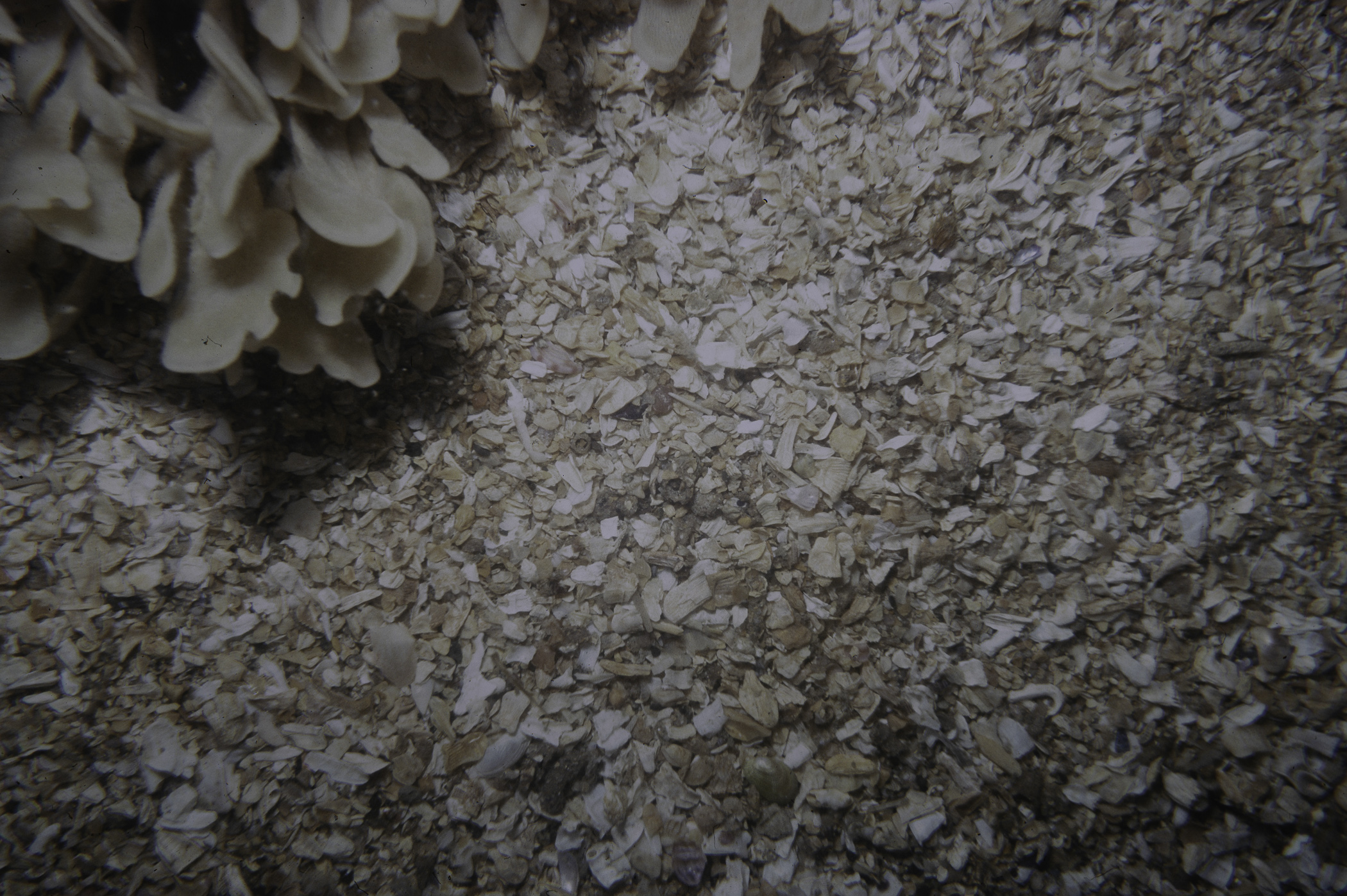 Flustra foliacea. Site: 700m SE of Little Skerrie, Skerries, Portrush. 