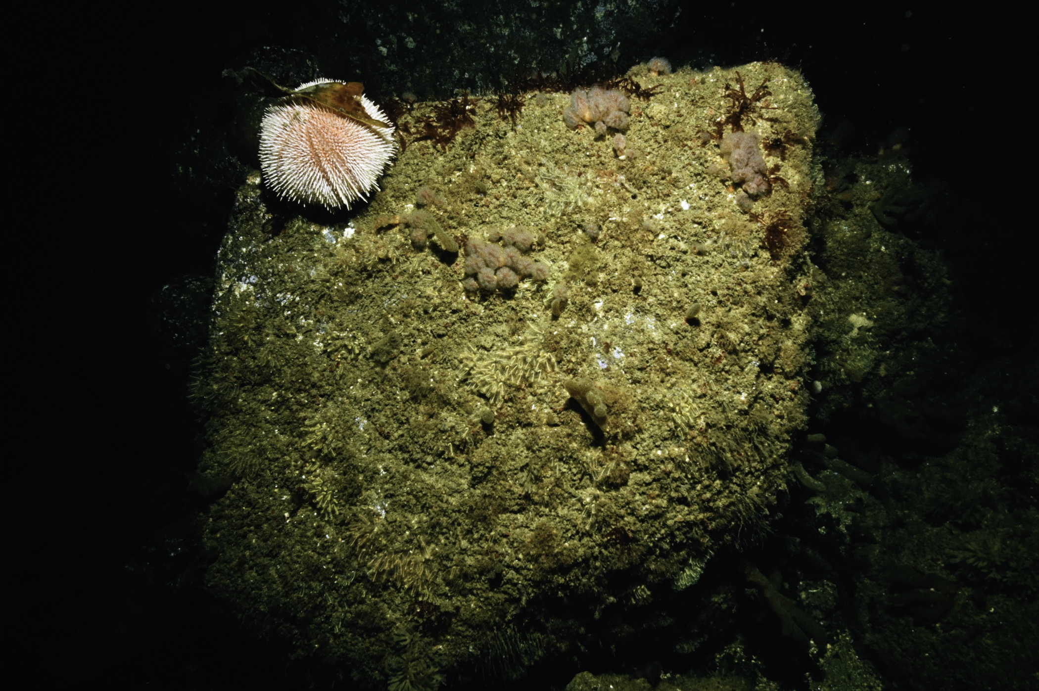 Echinus esculentus, Morchellium argus, Clavelina lepadiformis. Site: NW Otter Rocks, Skerries. 