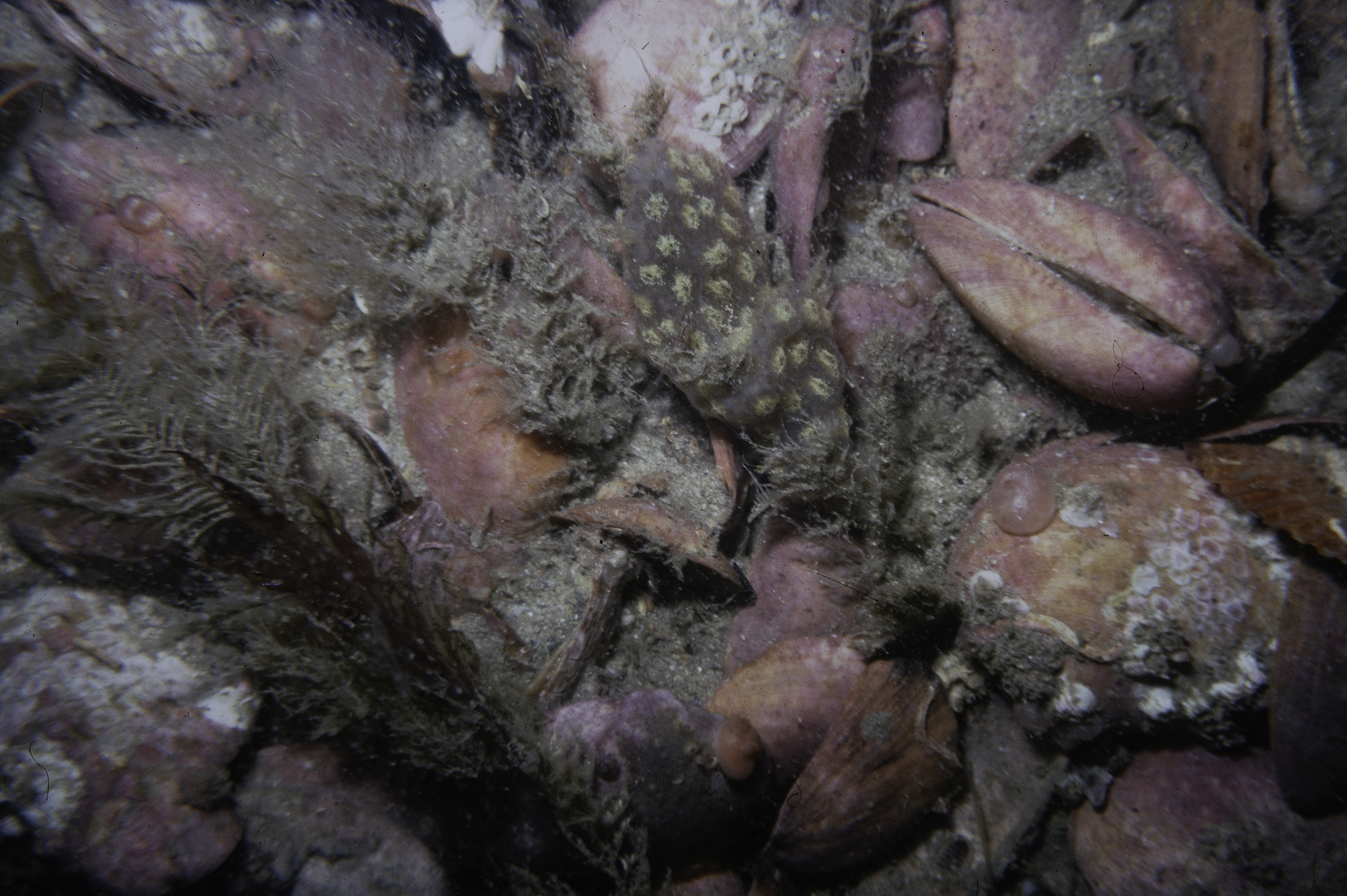 Hydrallmania falcata, Botryllus sp.. Site: 700m SE of Little Skerrie, Skerries, Portrush. 