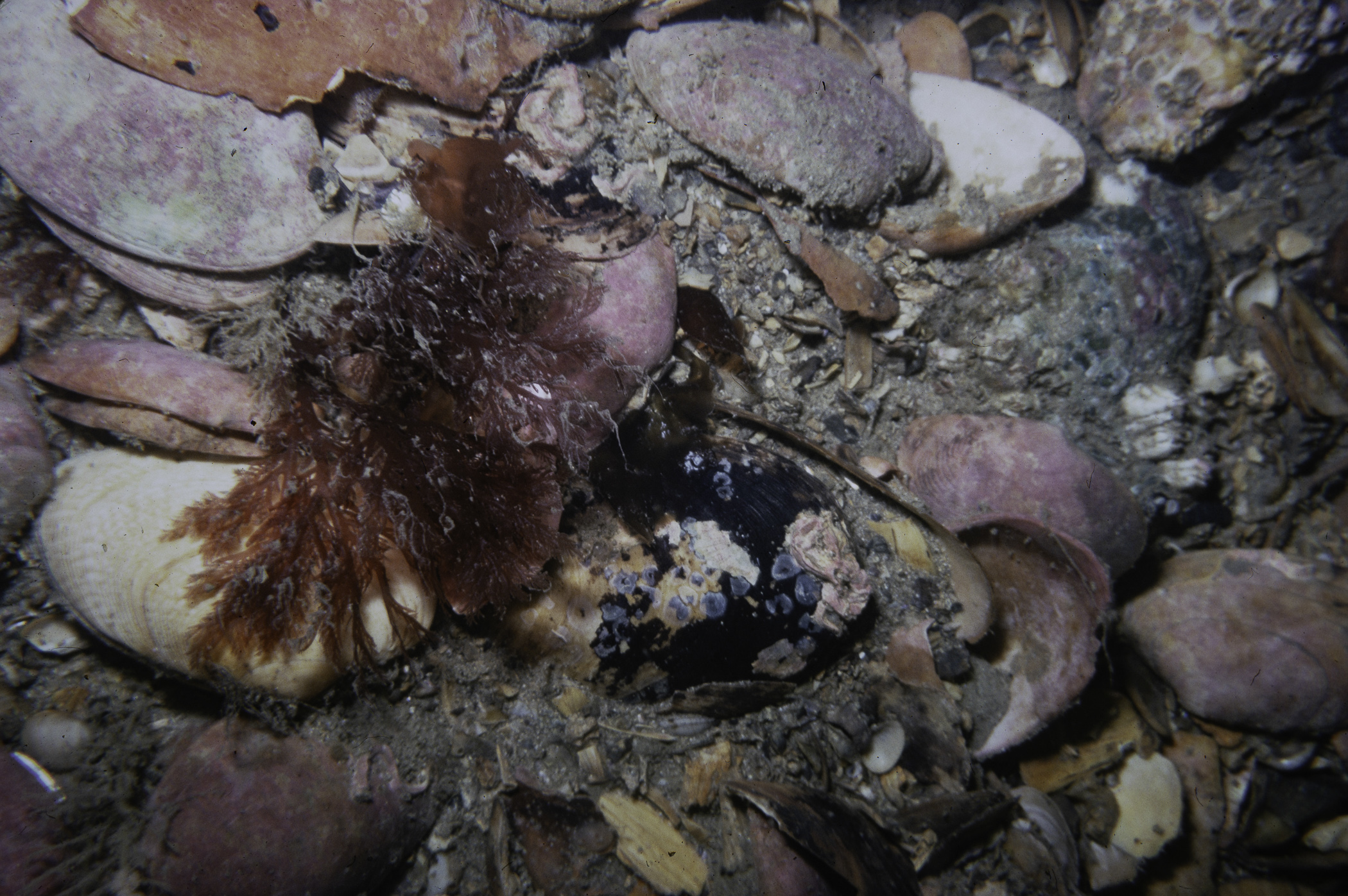 Plocamium cartilagineum. Site: 700m SE of Little Skerrie, Skerries, Portrush. 