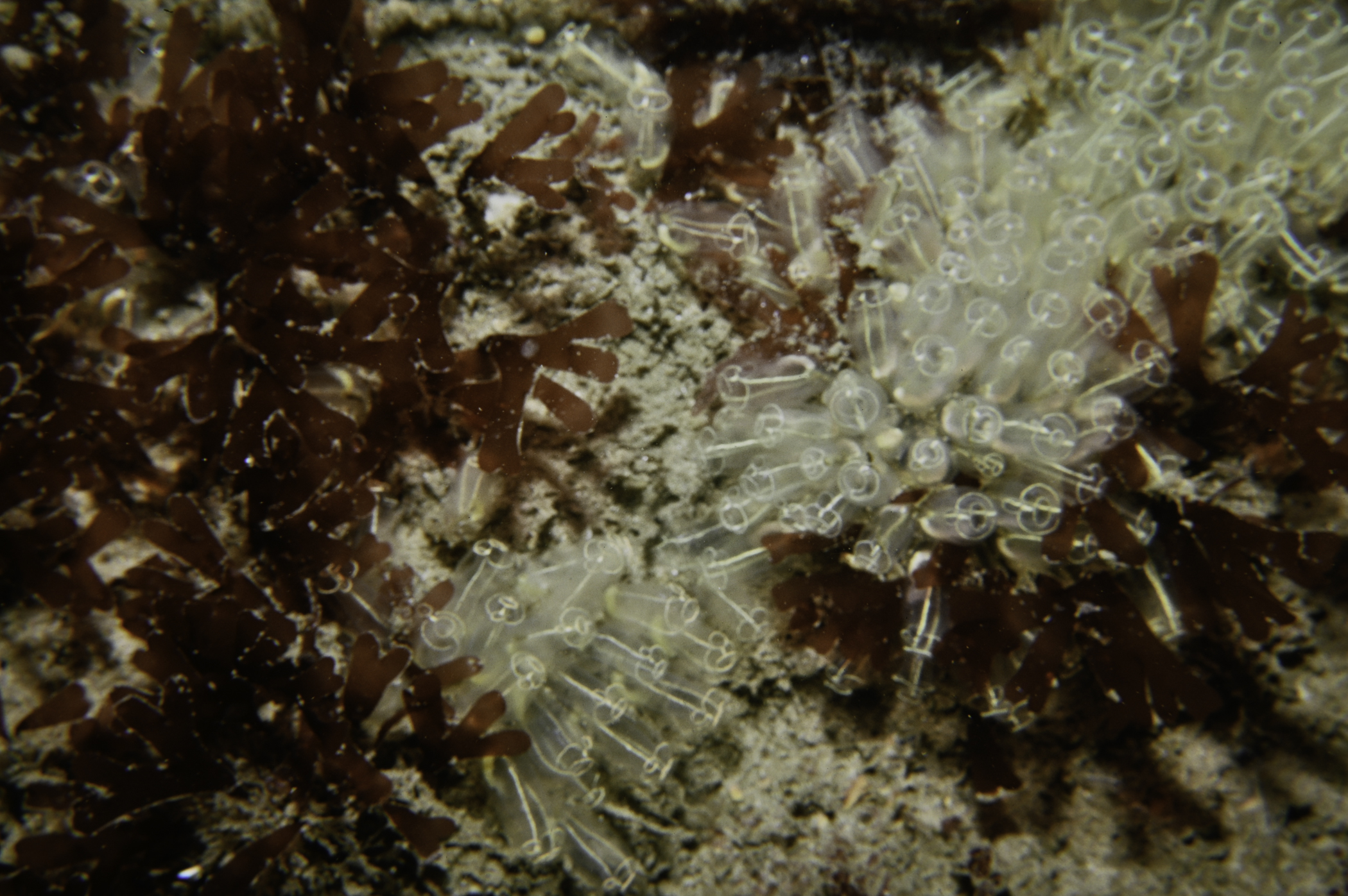 Clavelina lepadiformis, RHODOPHYCOTA sp.. Site: W Ramore Head, Portrush. 