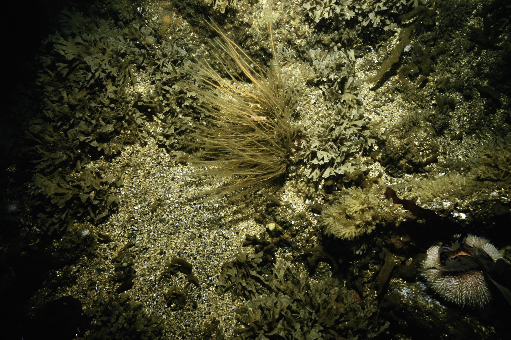 Nemertesia antennina, Flustra foliacea, Securiflustra securifrons. Site: NW Otter Rocks, Skerries, Portrush. 