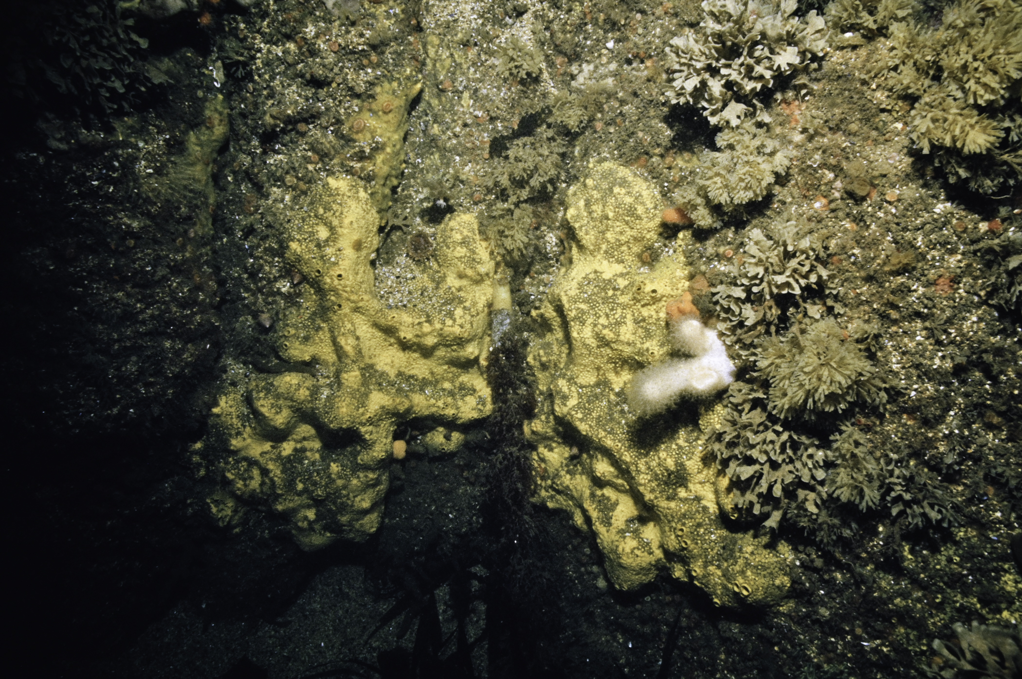 Cliona celata, Flustra foliacea, Securiflustra securifrons. Site: NW Otter Rocks, Skerries, Portrush. 