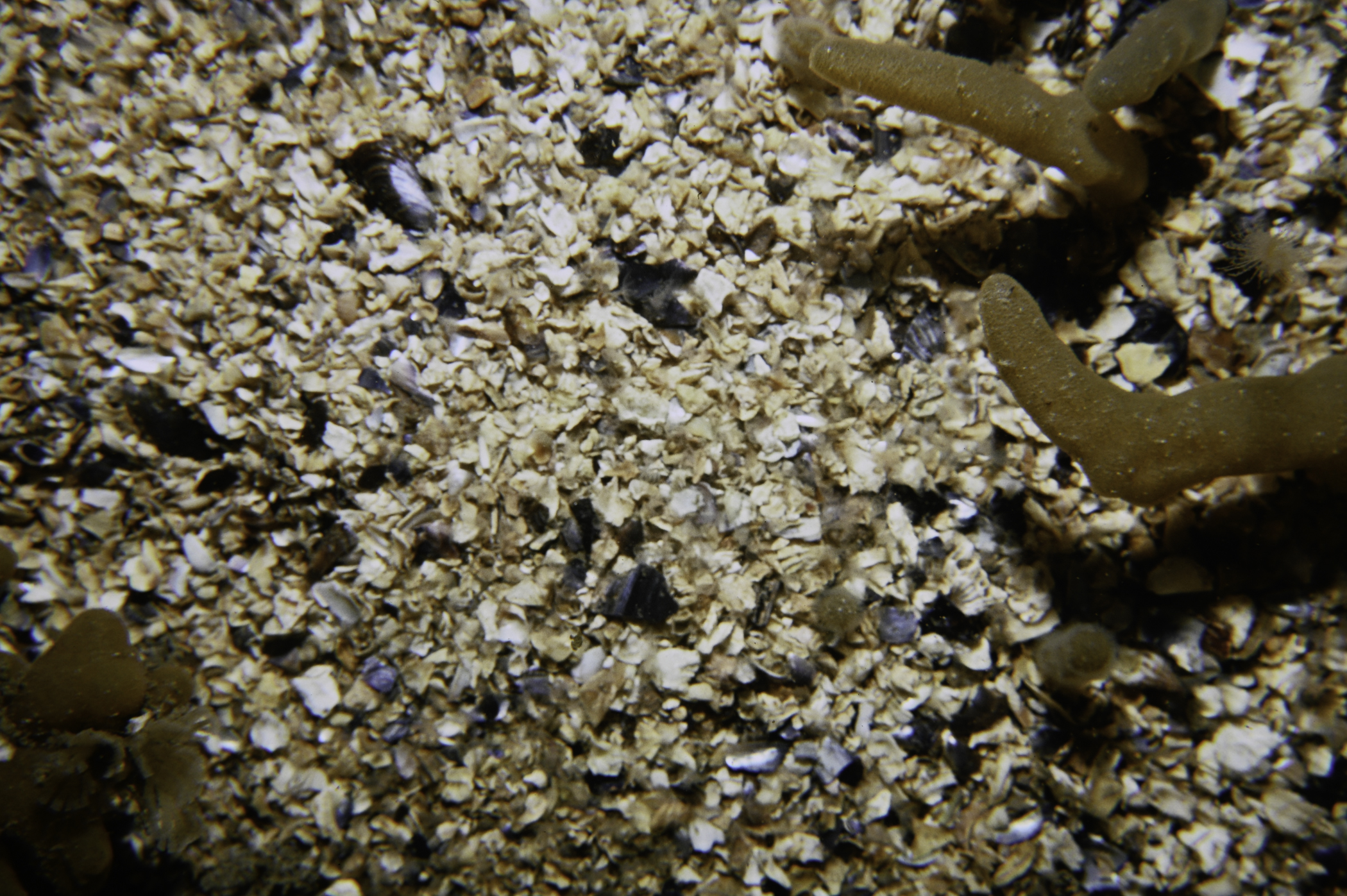 Alcyonidium diaphanum. Site: NW Otter Rocks, Skerries, Portrush. 