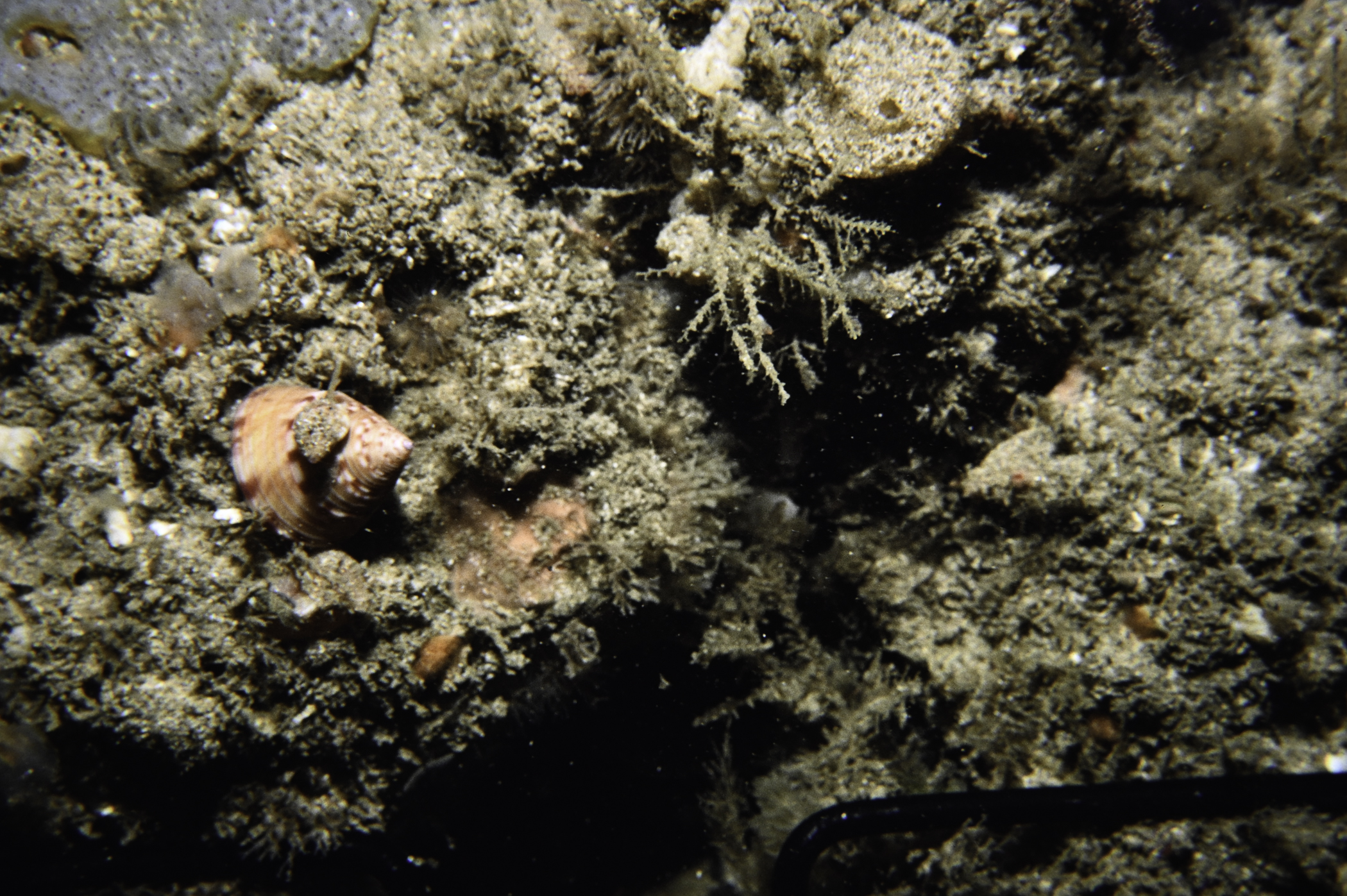 Calliostoma zizyphinum. Site: NW Reviggerly, Skerries Sound, Portrush. 
