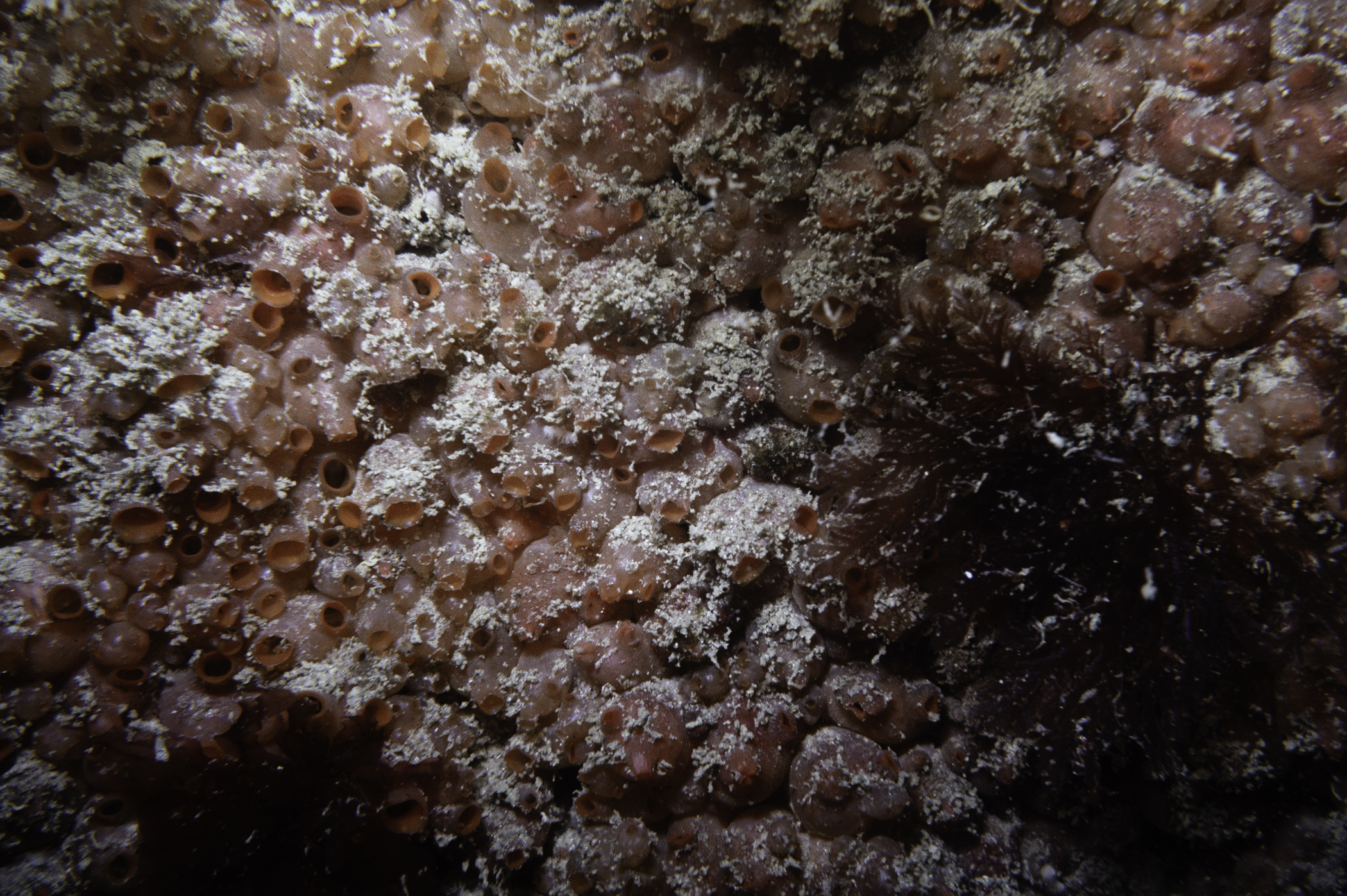 Dendrodoa grossularia, Plocamium cartilagineum. Site: 300m NE of Large Skerrie, Skerries, Portrush. 