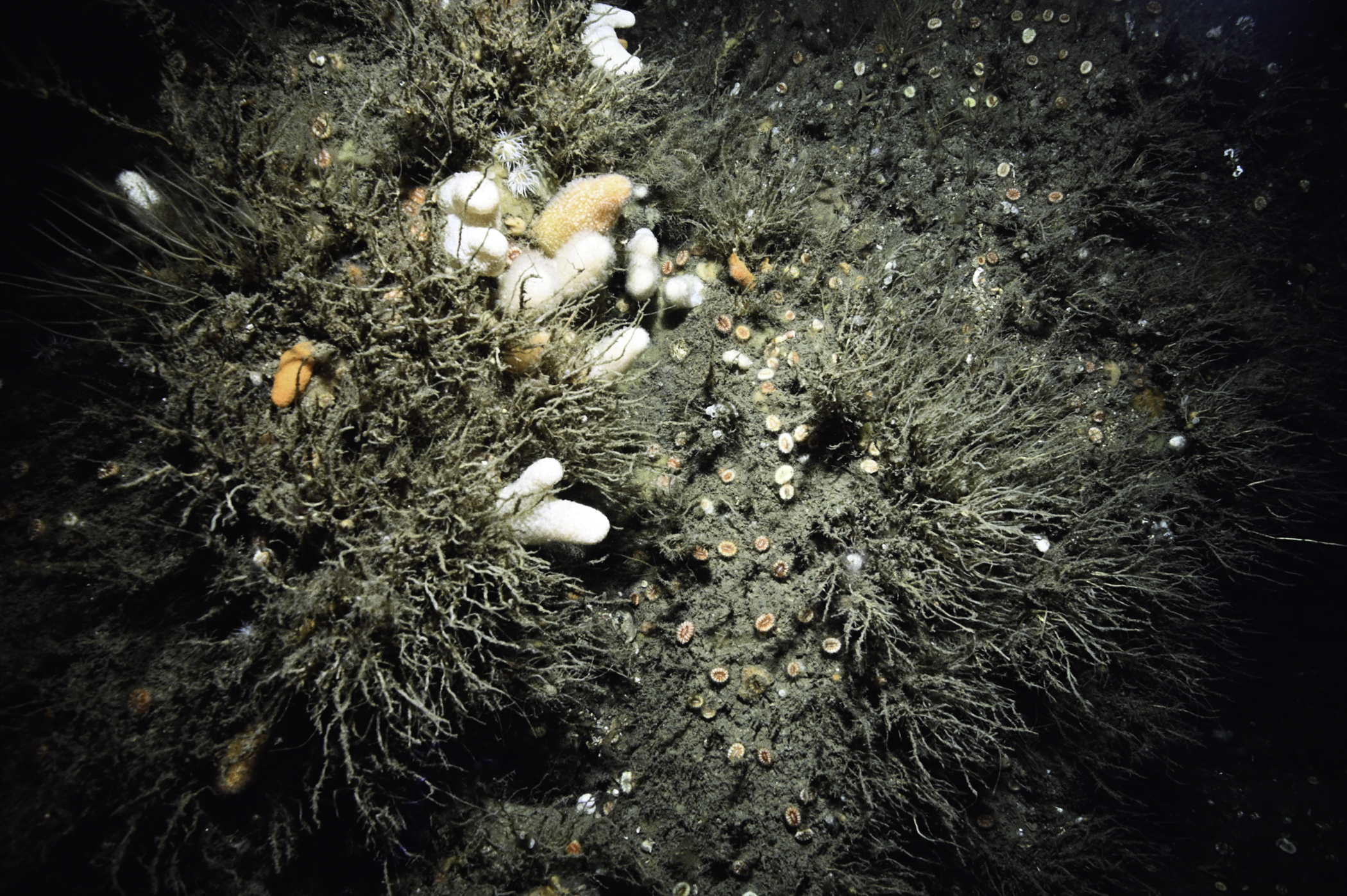 Alcyonium digitatum, Caryophyllia smithii, Tubularia indivisa. Site: Russells Rock, Maidens. 