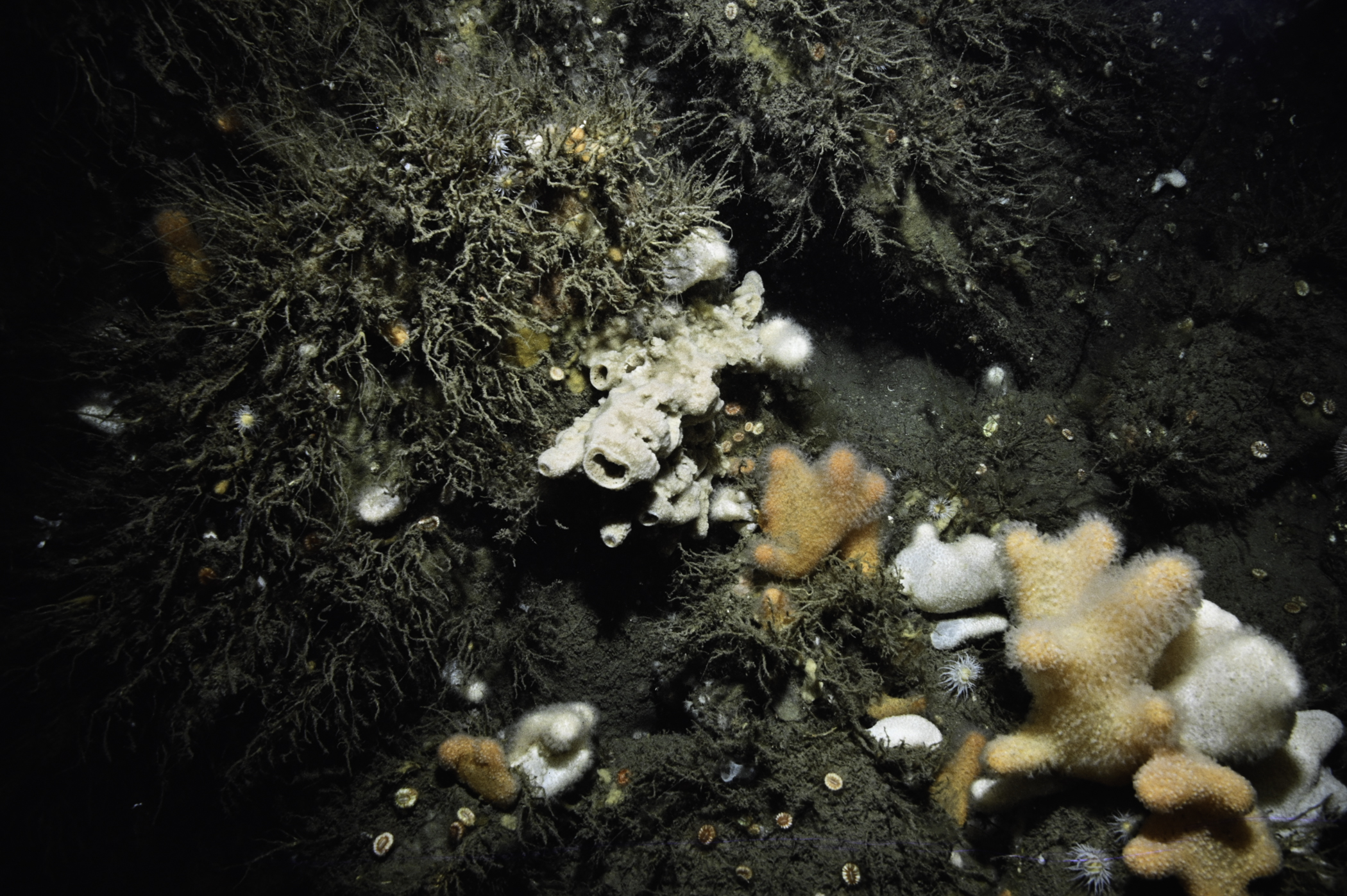 Haliclona viscosa, Alcyonium digitatum. Site: Russells Rock, Maidens. 