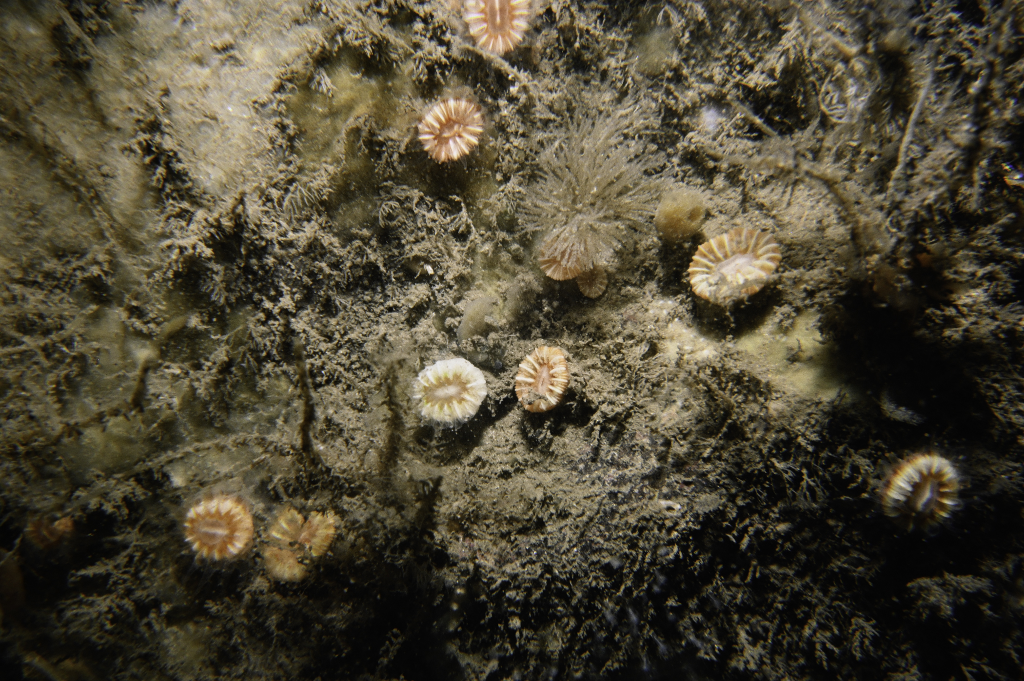 Caryophyllia smithii. Site: Russells Rock, Maidens. 