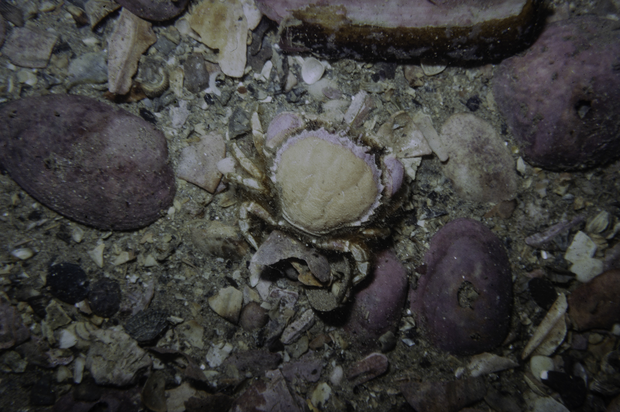 Atelecyclus rotundatus. Site: 900m N of Curran Strand, Skerries, Portrush. 