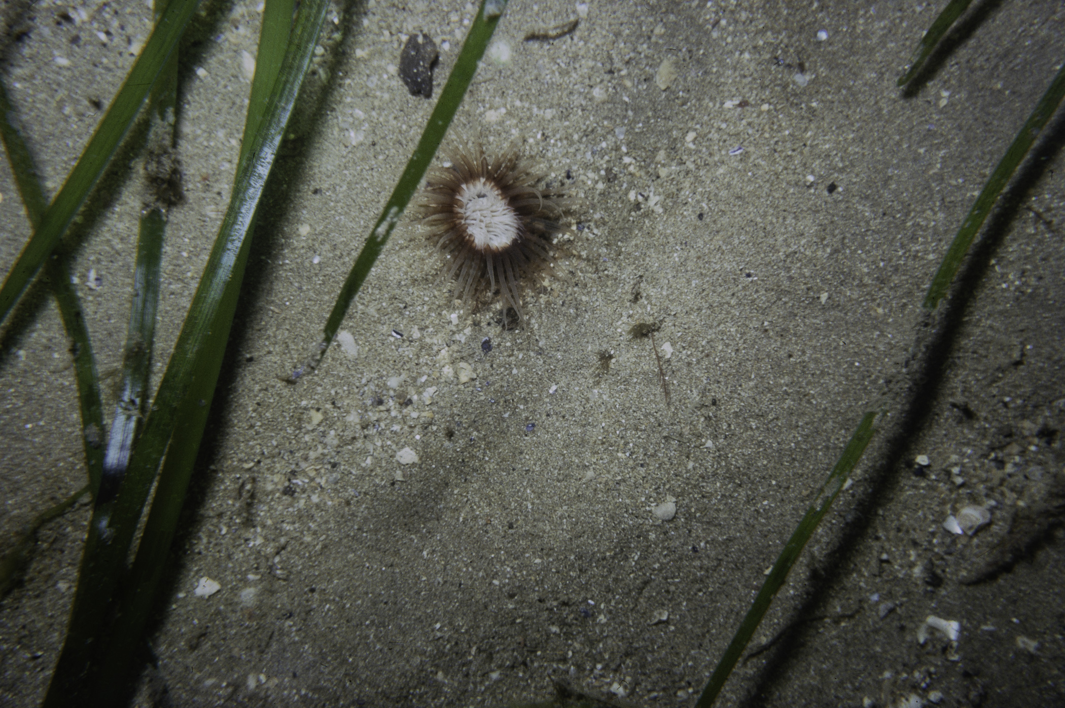 Synarachnactis lloydii, Zostera marina. Site: W end of Large Skerrie, Skerries, Portrush. 
