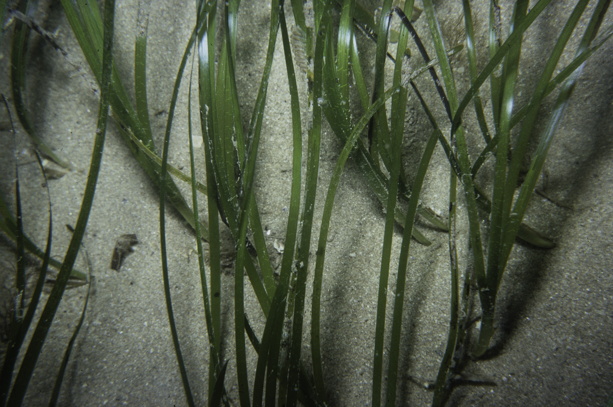 Zostera marina. Site: W end of Large Skerrie, Skerries, Portrush. 